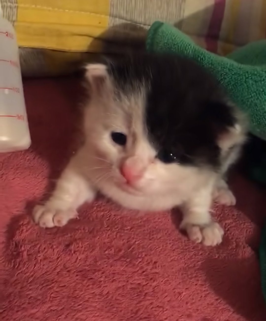 陶喆猫 ​​​