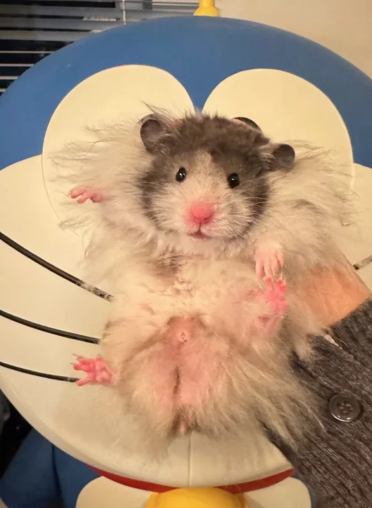 长辈好像永远无法理解我们对毛孩子的爱