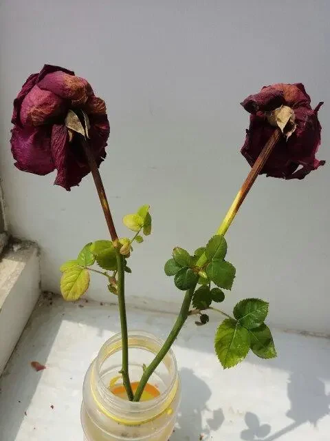 卵巢早衰：阴血耗尽的警示 在闭经的案例中，阴血不足是最常见的原因，尤其...