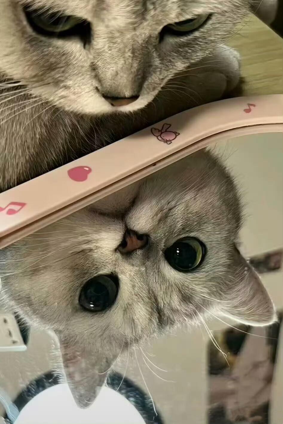 当你以为小猫很凶其实是毛挡住了