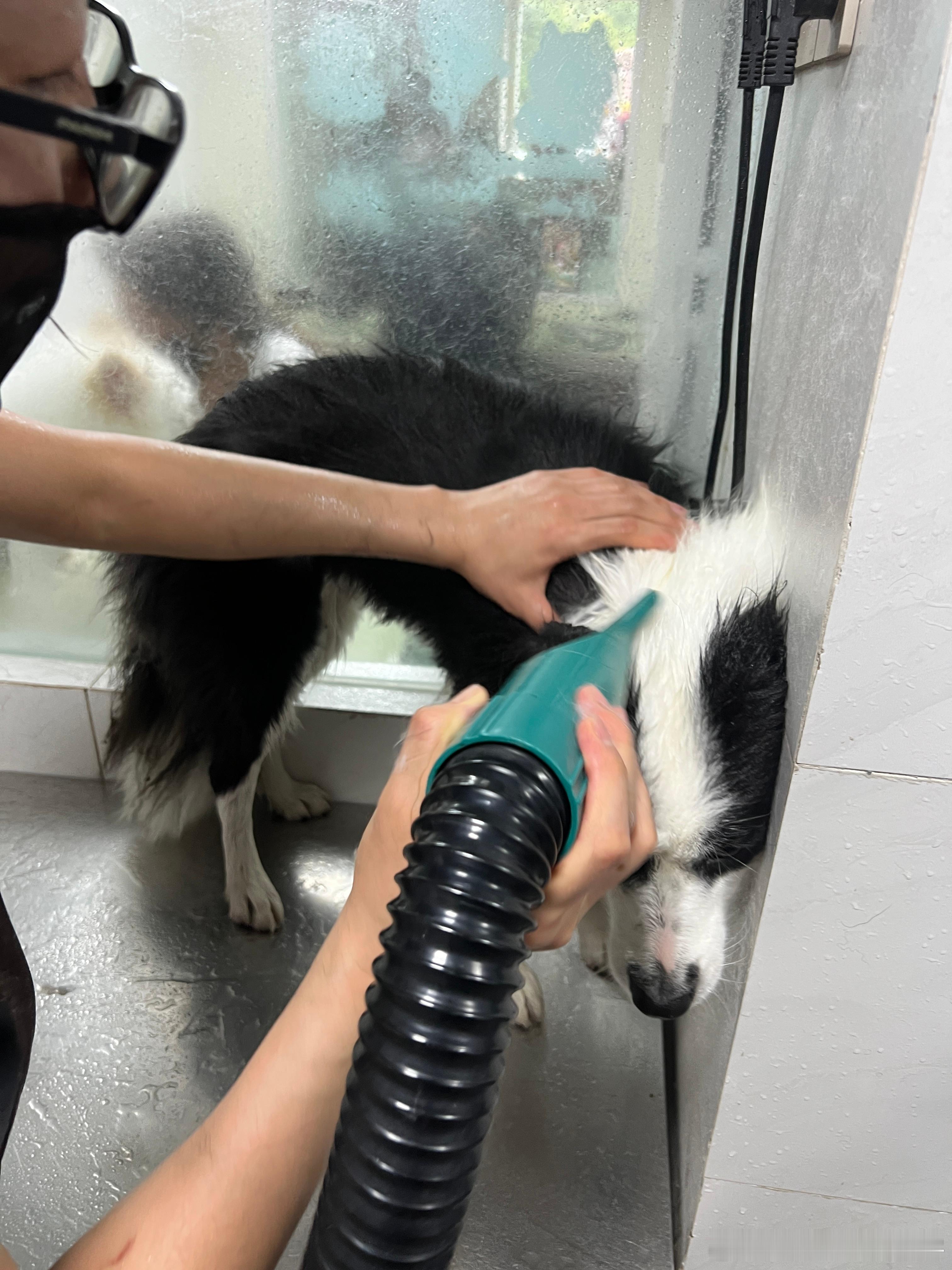 昨天托游萍玩爽了下水、和泥、长毛沾了一身树枝草籽今天在林芝找个宠物店洗一下主要是