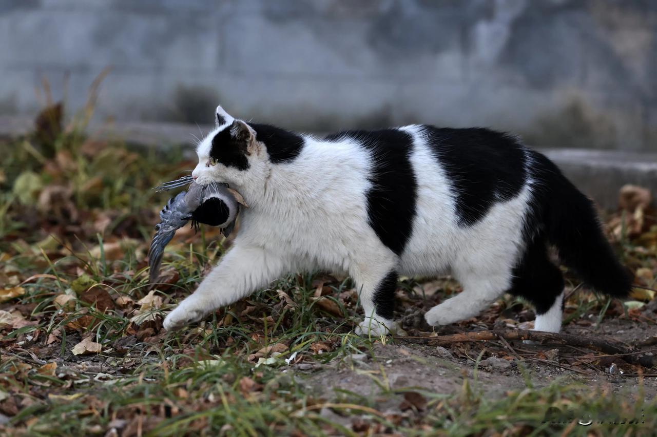 北海公园的一只御猫捕捉到一只喜鹊