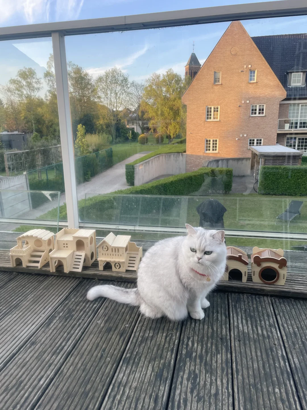 EcoPawPaw日常分享｜绵：干什么整这么多房子