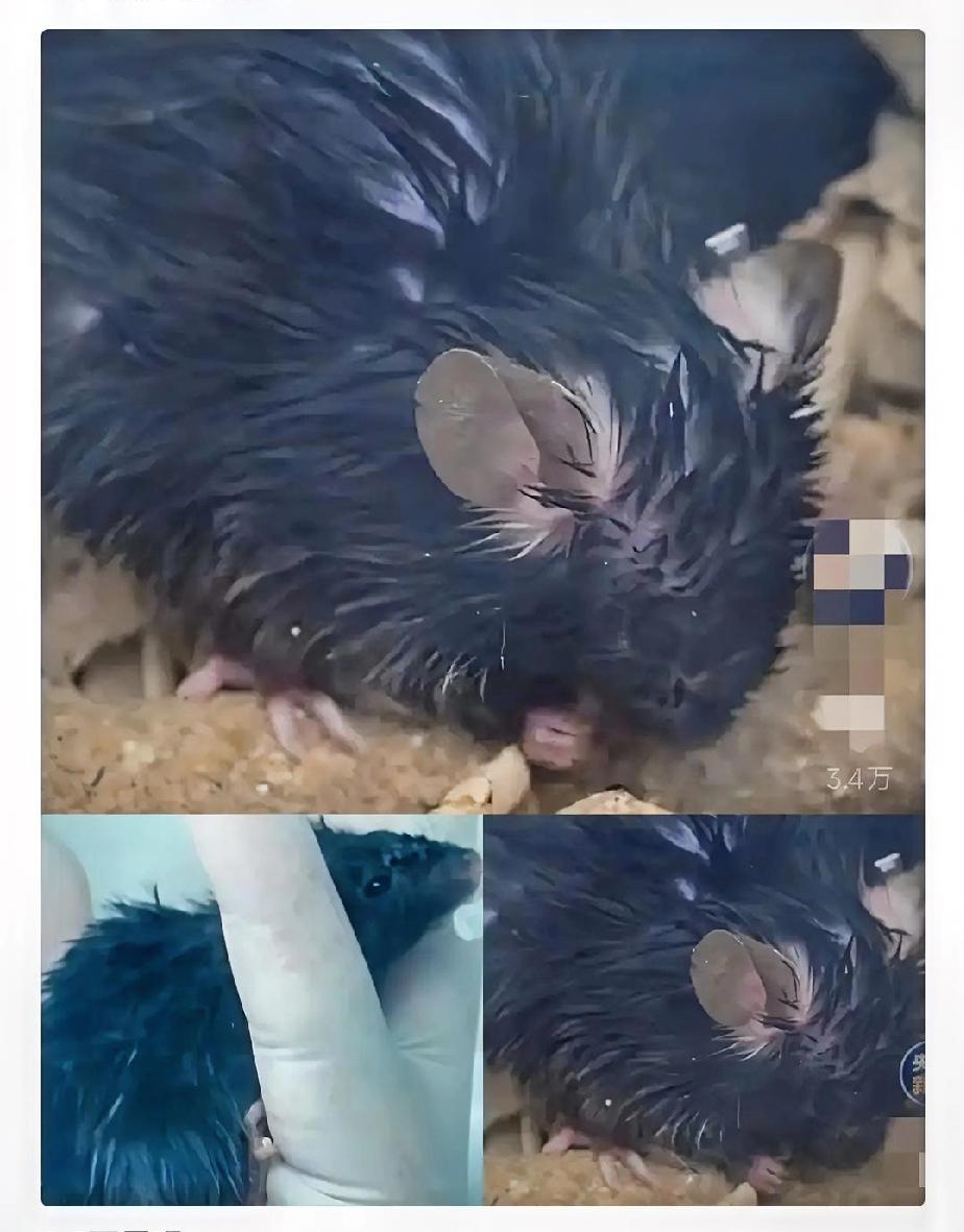 当所有人的目光聚焦于航天英雄时，有4只“太空出差鼠”同样值得我们致敬！

原本计