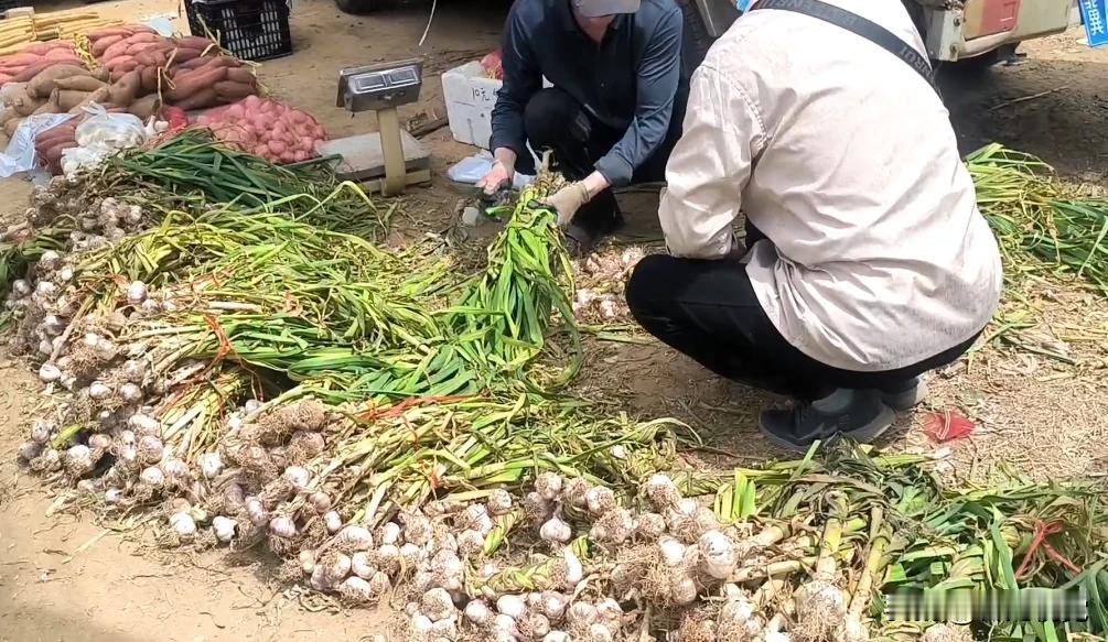 石家庄大蒜价格大跌，最便宜卖到6块钱一捆，人们抢着买！

近日赶鹿泉台头大集，看