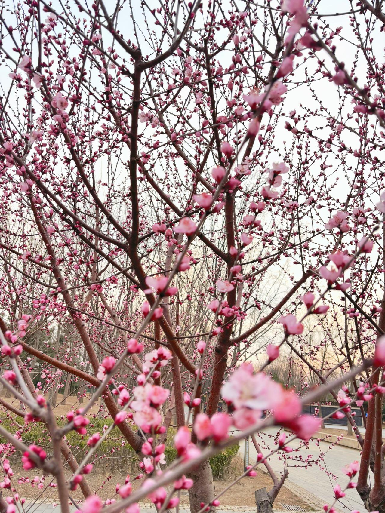 今年的季节来得比较晚，往年“五九、六九”就桃花盛开柳枝发青了，今年这都过了“九九