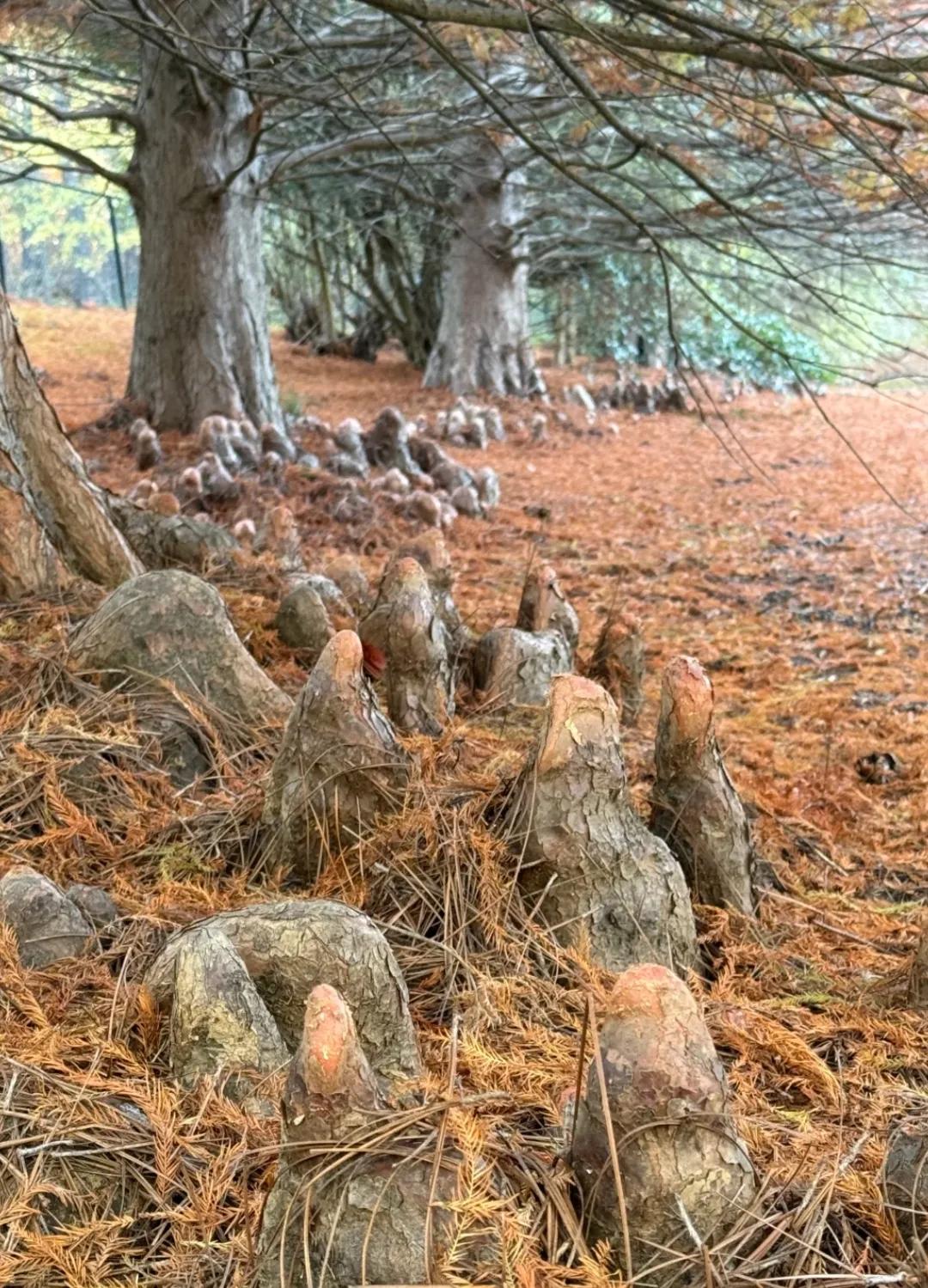 树下面冒出来好多凸起的怪物，有谁知道这是啥东西吗？