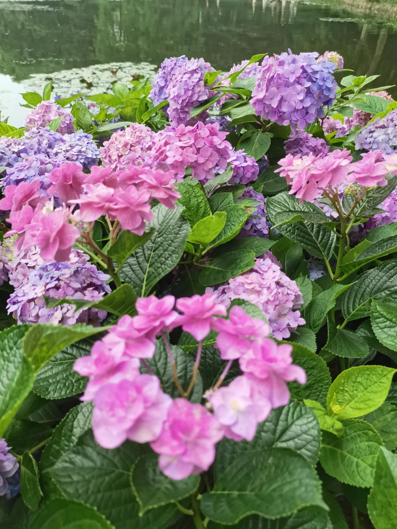 晒图笔记大赛梅雨时节，它开得最盛，潮湿与阴郁反而成了它色彩最浓郁的衬底——原来有