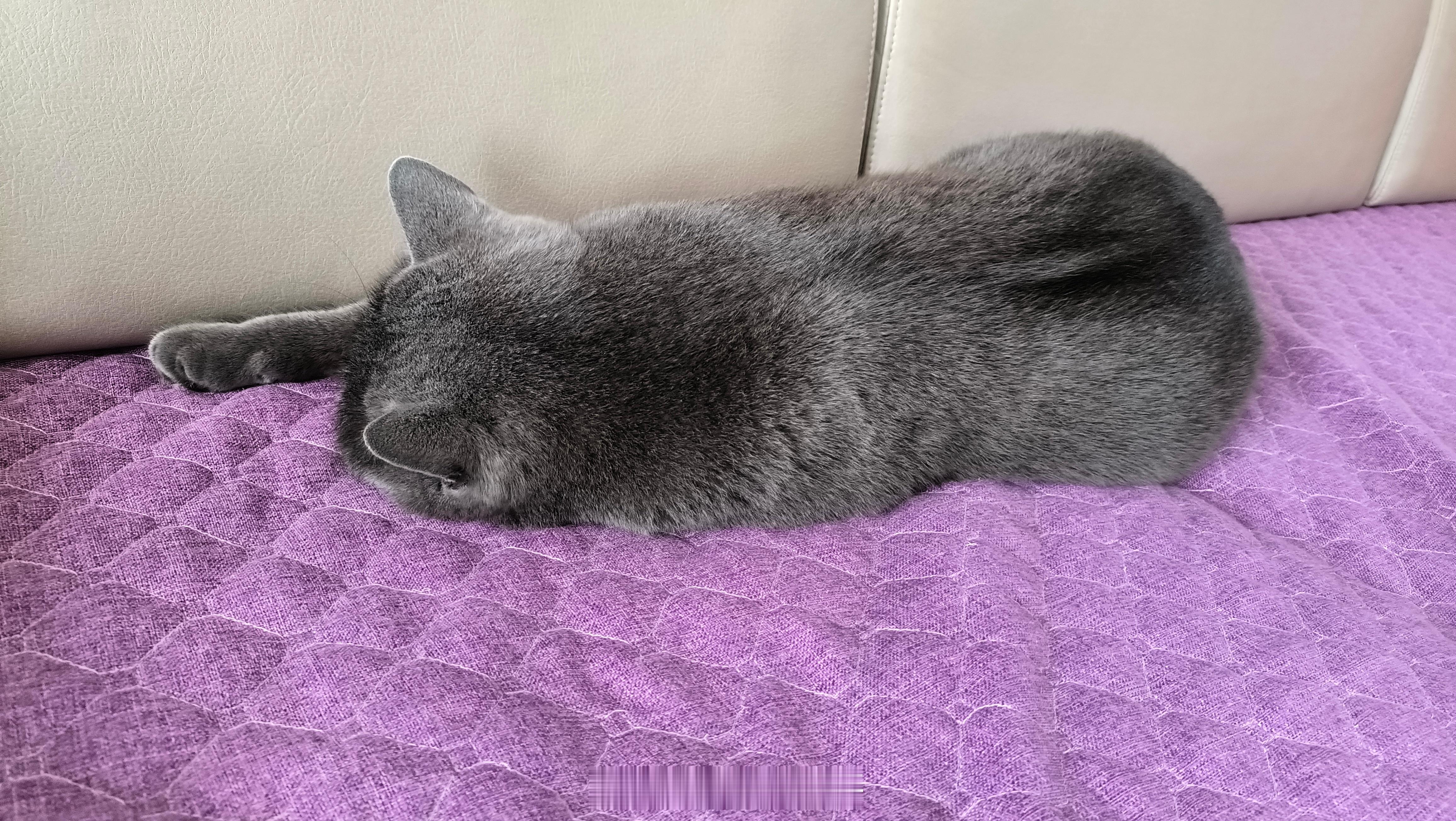 猫界已经传开人类偷孩子了一日三餐吃完了就睡，孤家寡猫一个，长到半岁蛋蛋就被主人送