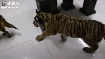 这事整的，狗子都吓得站不起来了[捂脸]