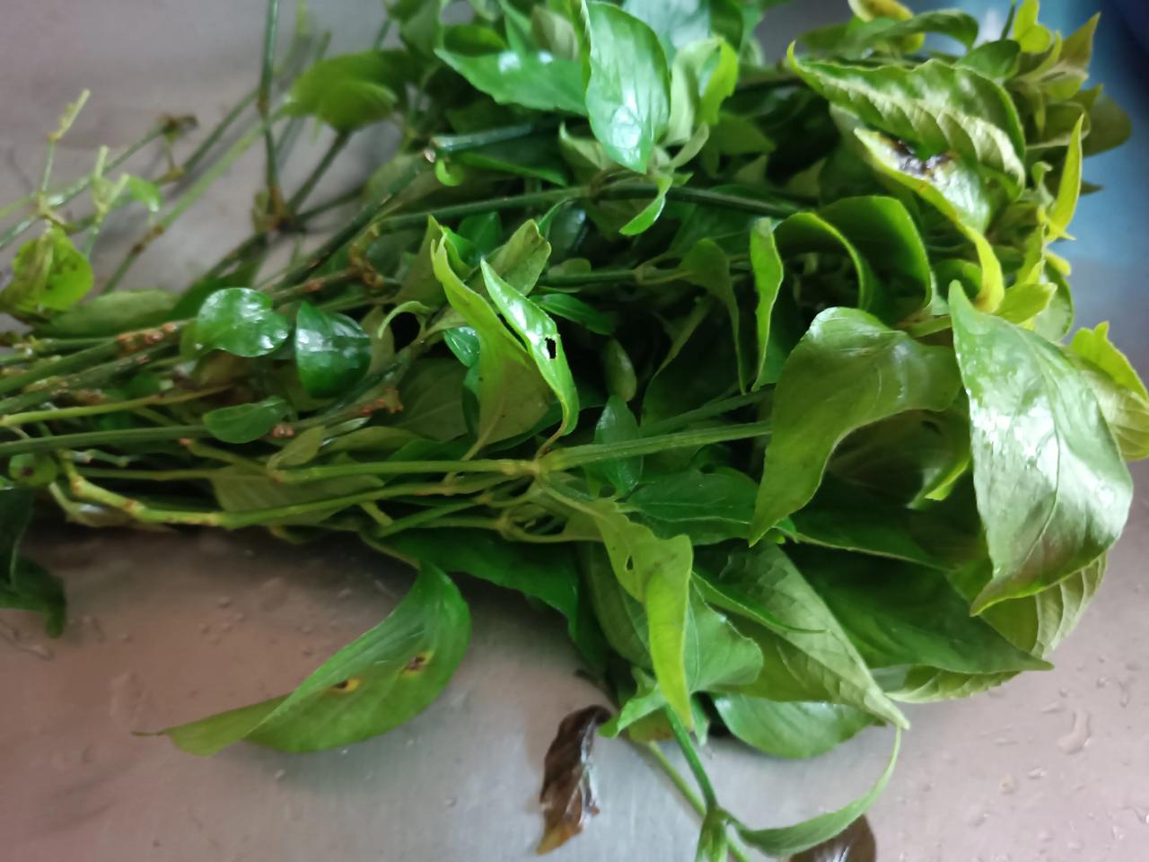 端午安康！粽叶裹清风，艾草拂夏阳。端午携绵长古韵而来，龙舟激浪，粽香漫街巷。系五