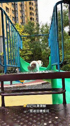 哎呀妈呀这小布偶猫也太贪玩了，霸占小朋友滑梯玩个没完！自己顺着滑下去，还傻乎乎想
