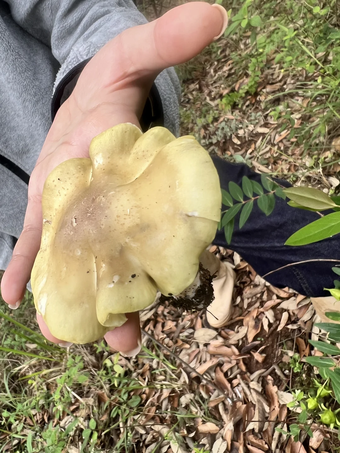 含毒率88.88%的采菌子初体验