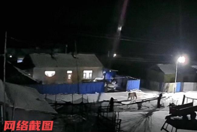 黑龙江牡丹江有村落在夜色中突然冒出东北虎来，这让村落的安宁一下子有了不祥的预报。
