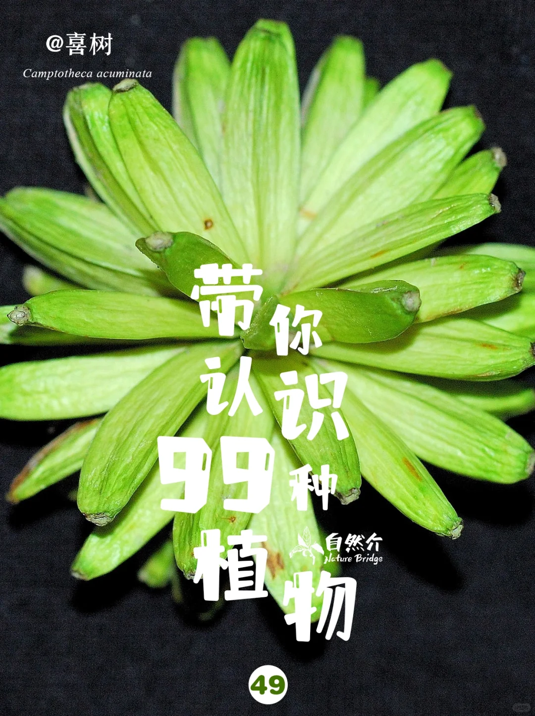 带你认识99种植物