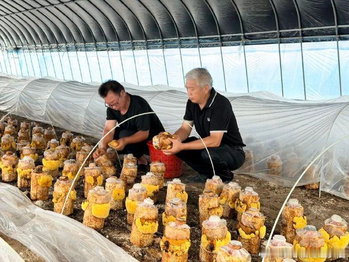 临海试种珍稀桑黄喜获丰收助力乡村振兴素有“森林黄金”之称的桑黄，近日在临海东塍镇