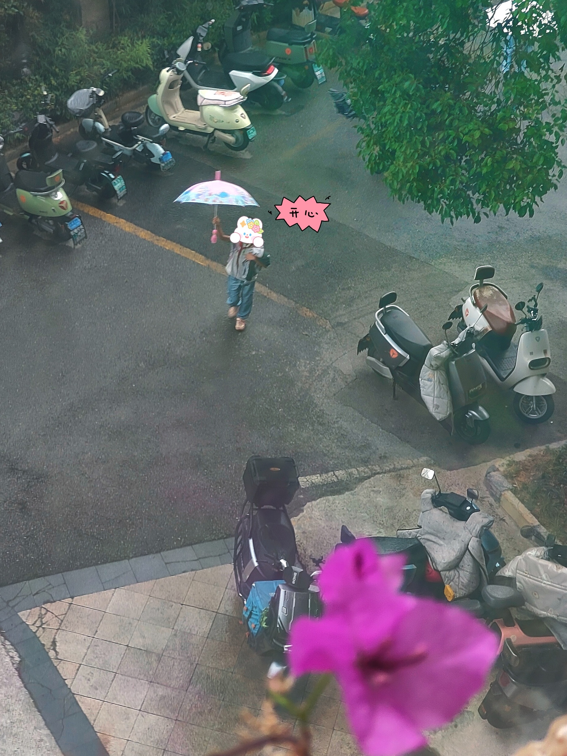入梅，今日正式进入高湿梅雨季。抓紧带猫儿们洗了个澡，不知宠物店用的什么香波，香得