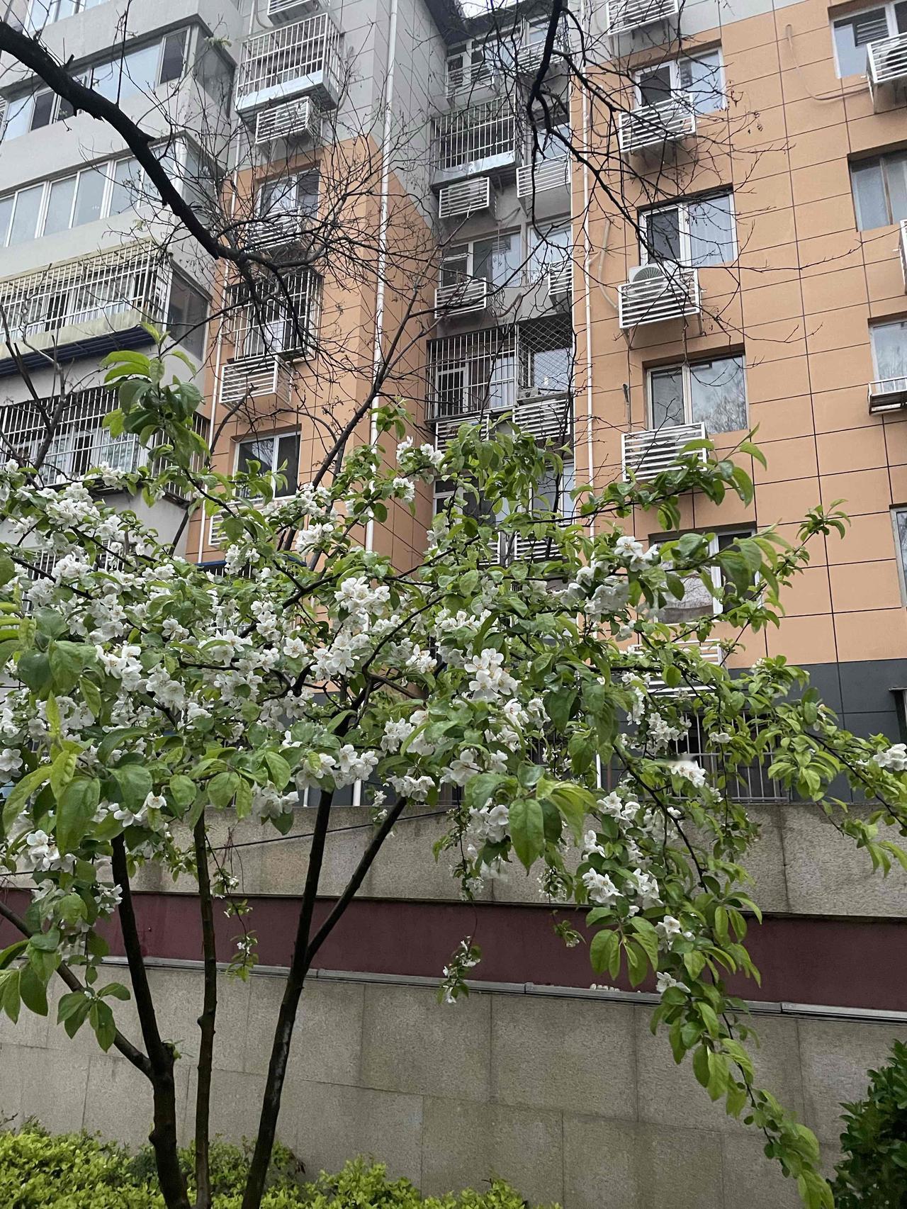 今天早上北京下起了毛毛细雨。早5点半起床收拾好后，拿着雨伞、穿上防雨鞋继续我每天