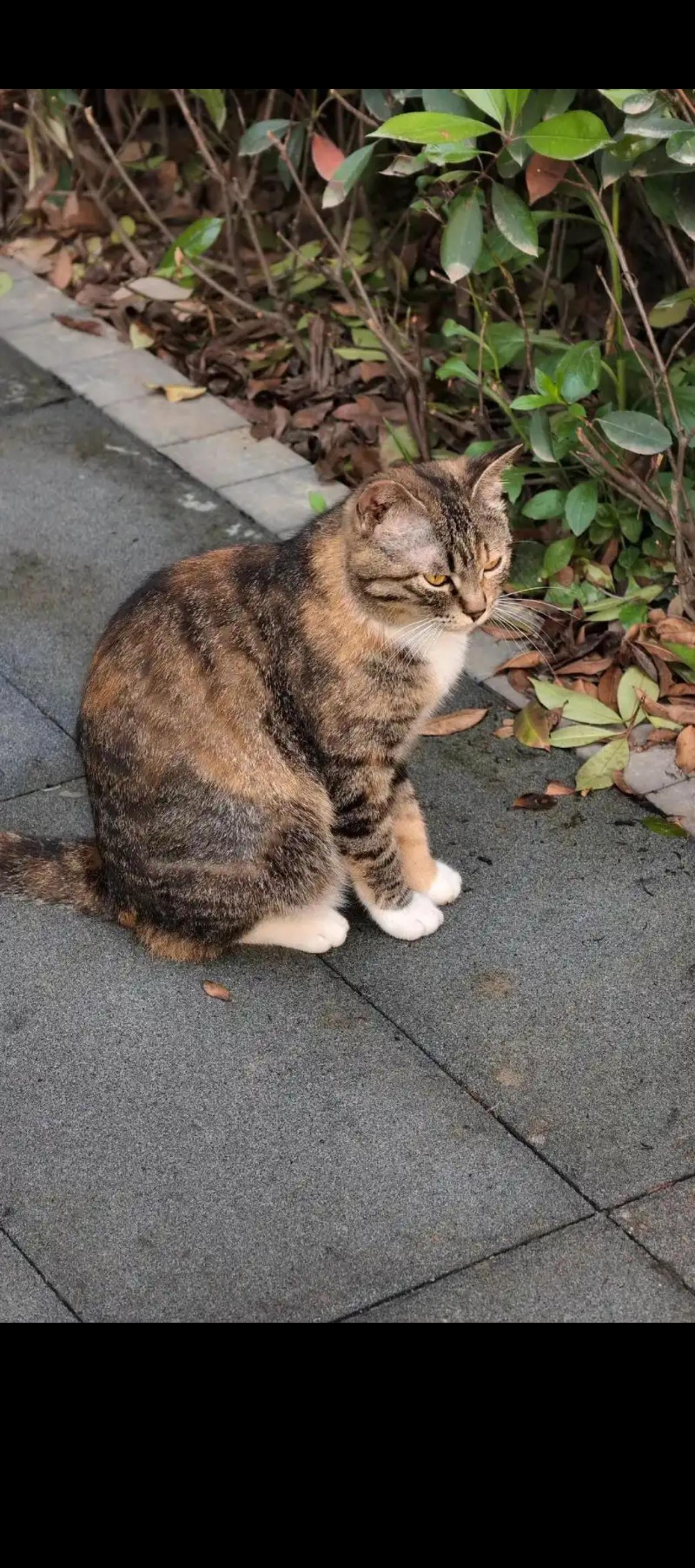 昨天北京“红舞鞋”剧组在云南大学拍摄取影时，剧组汽车司机不慎碾死一只猫，此事激起