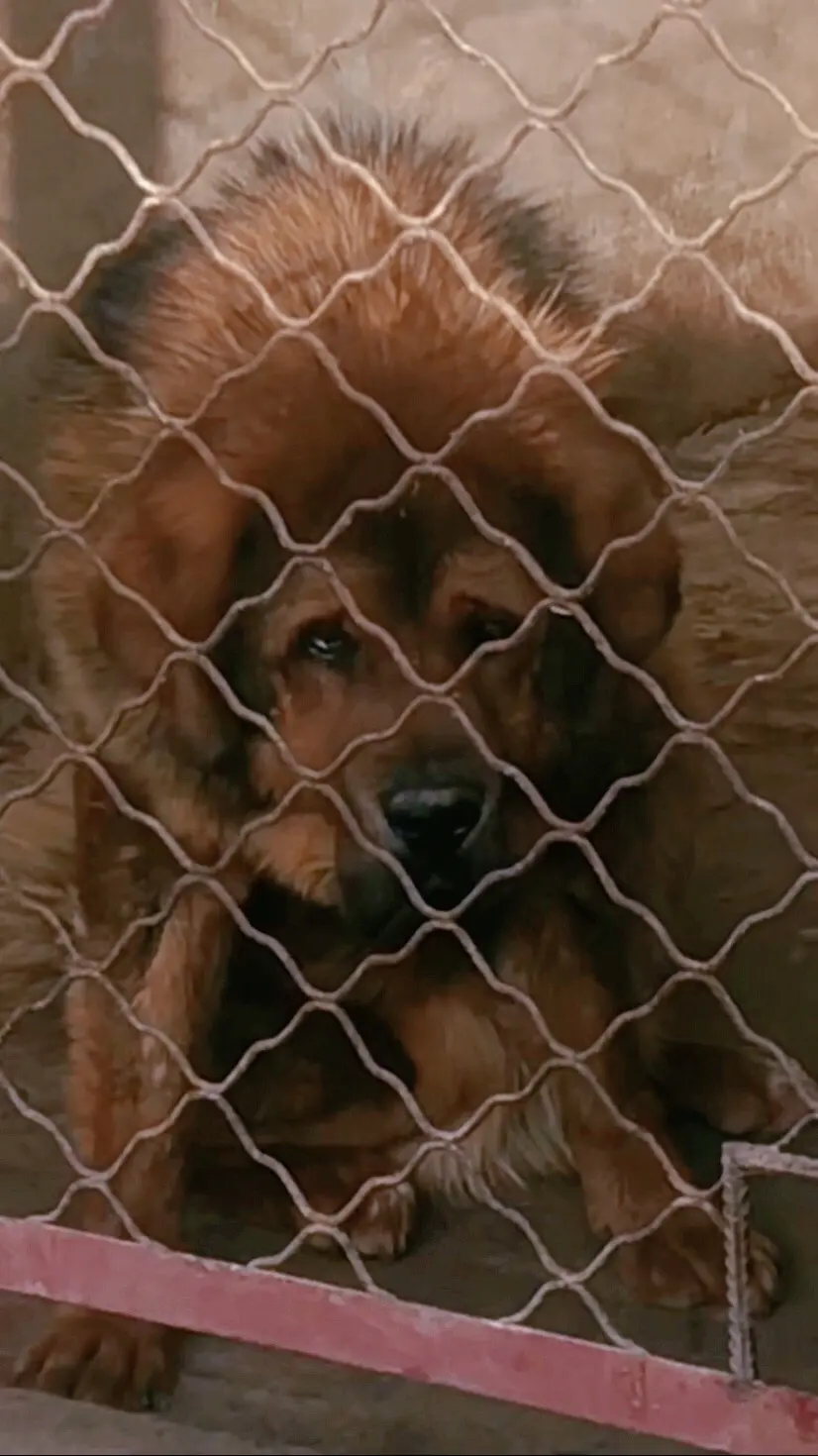 杰克（宝龙之子）