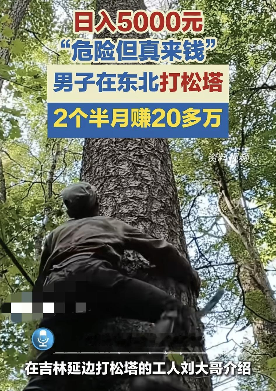男子在吉林延边打松塔两个半月赚20多万元。一年的松塔，收成季节也就这一段时间。三