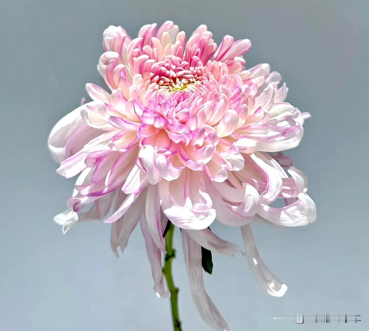秋天正是菊花盛开的季节，其实古人也会在家里养菊花观赏。