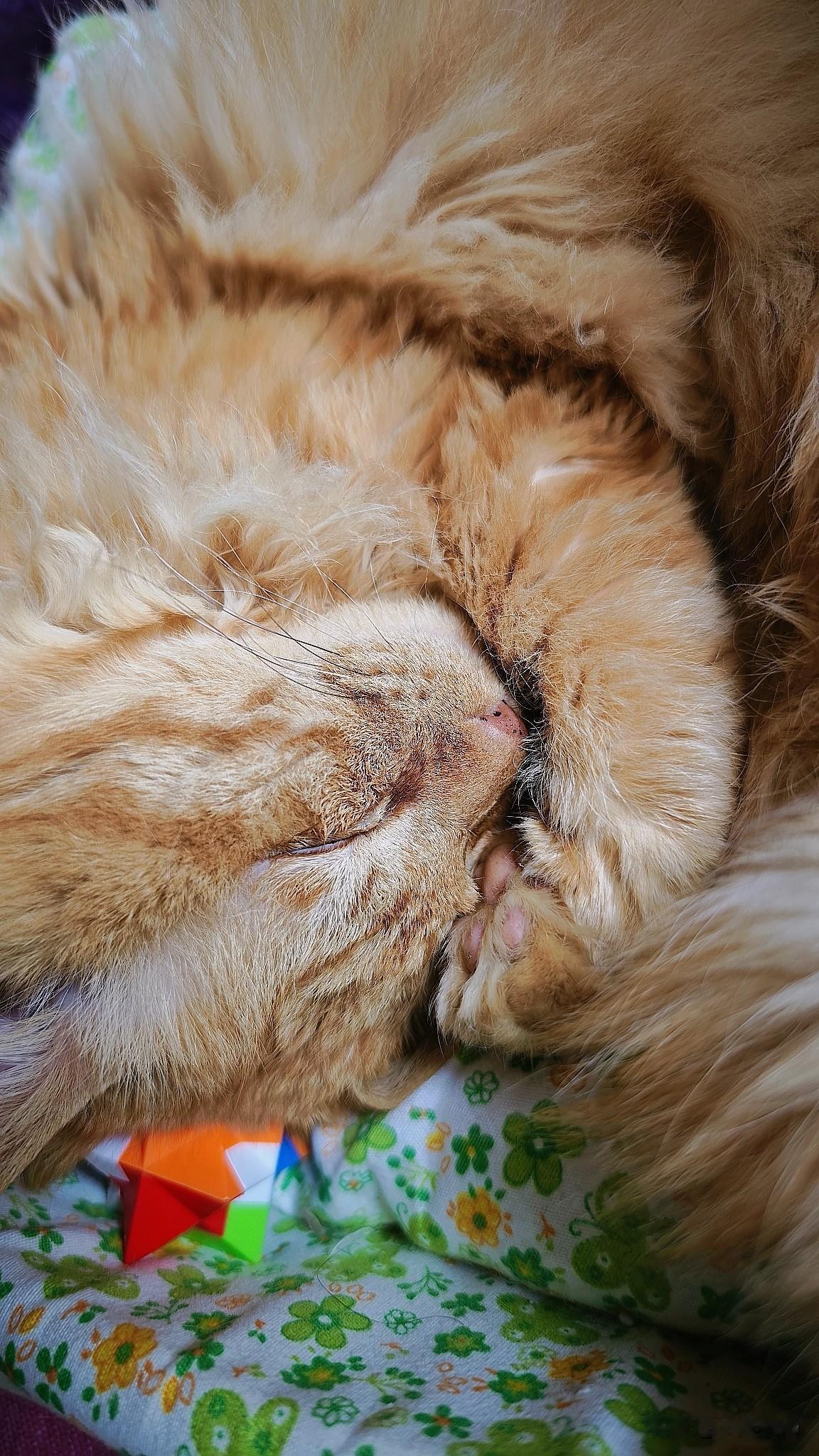 分享一张你家猫咪睡觉的可爱照片何止一张睡姿照呀！我平时喜欢抓拍小老虎的每个日常瞬