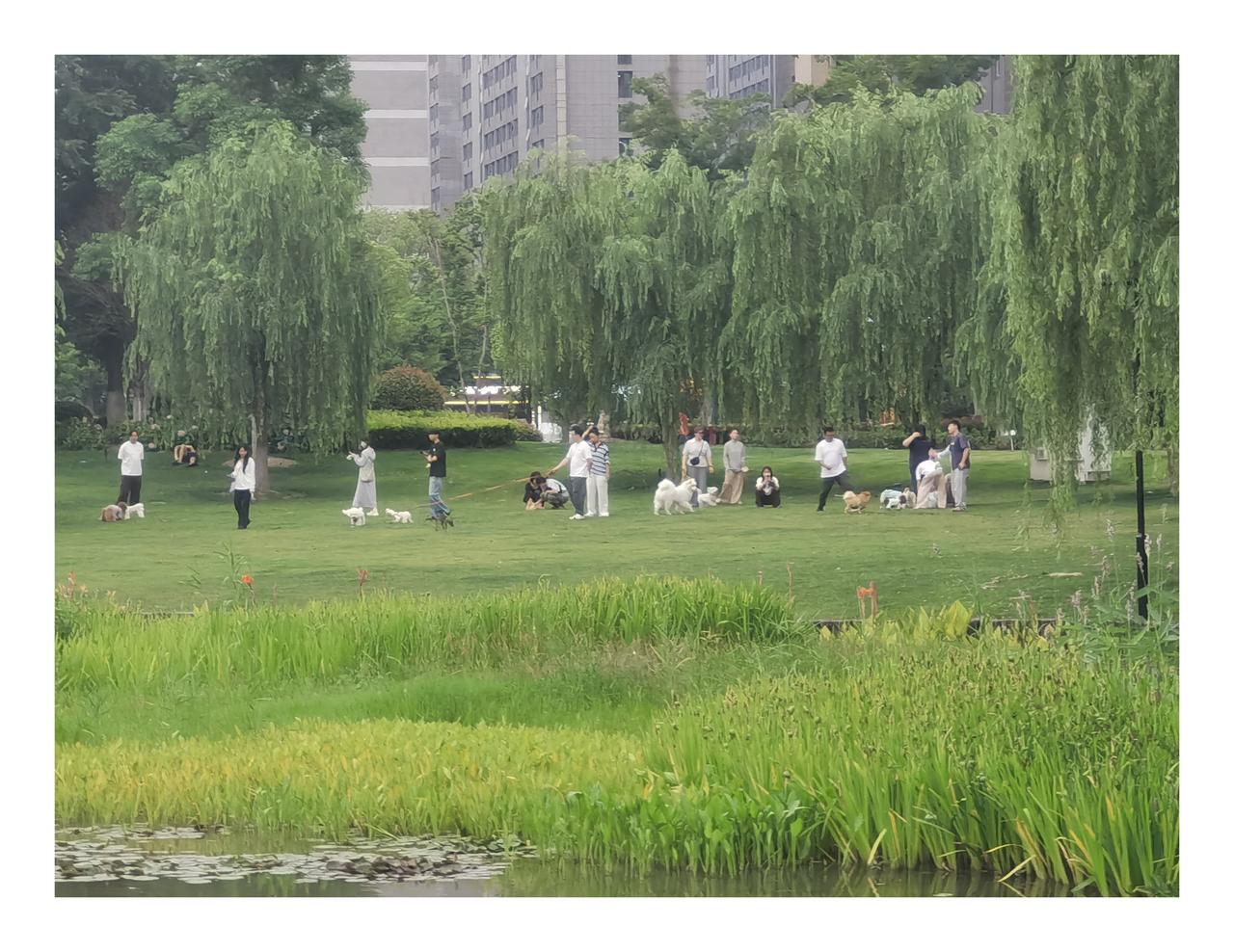 城市里公园成了遛狗人的聚集地，热闹非凡。他们围坐谈笑，分享养犬点滴，狗狗们有的飞