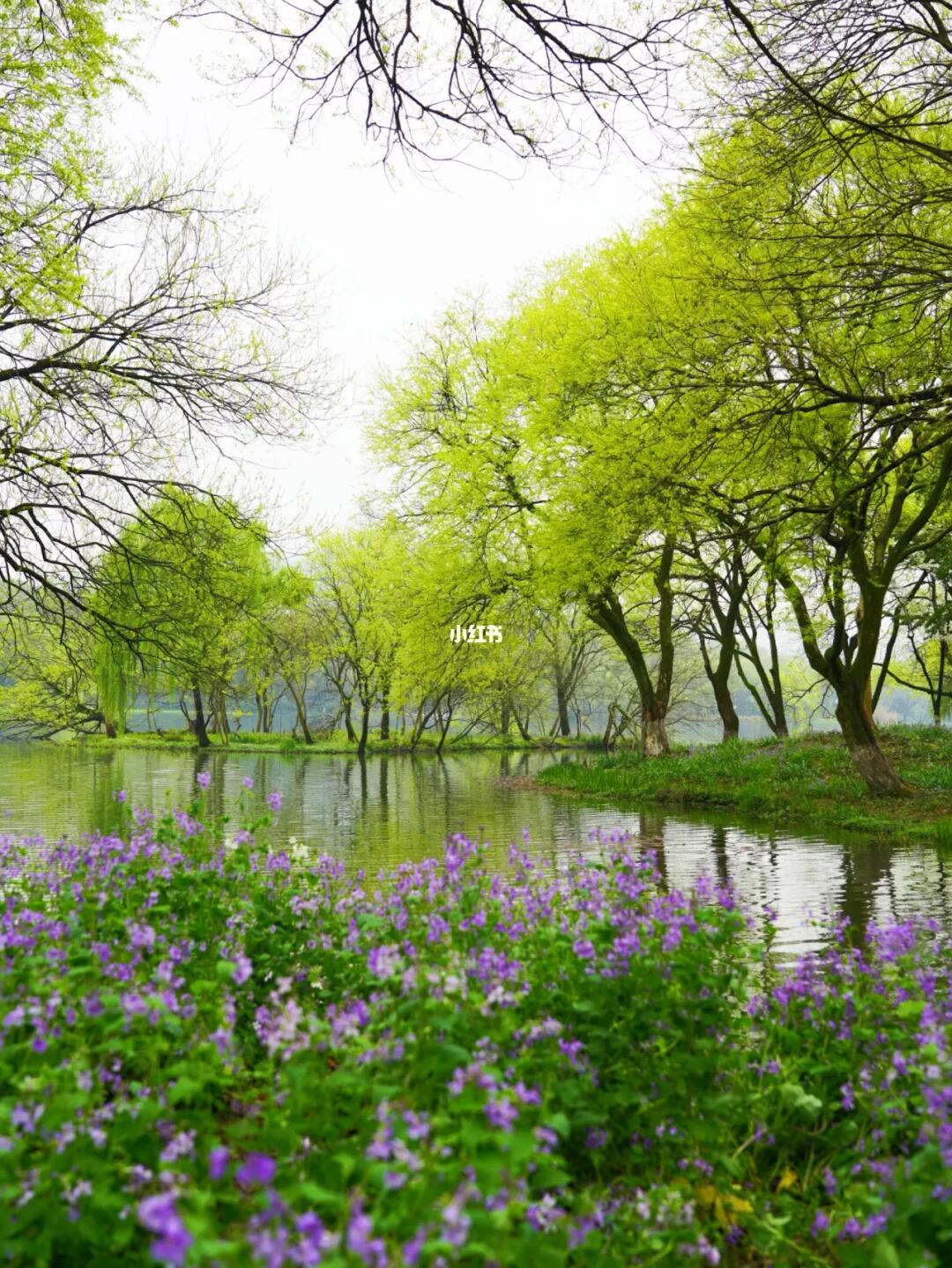 走了西湖9万步，我还是最爱茅家埠！