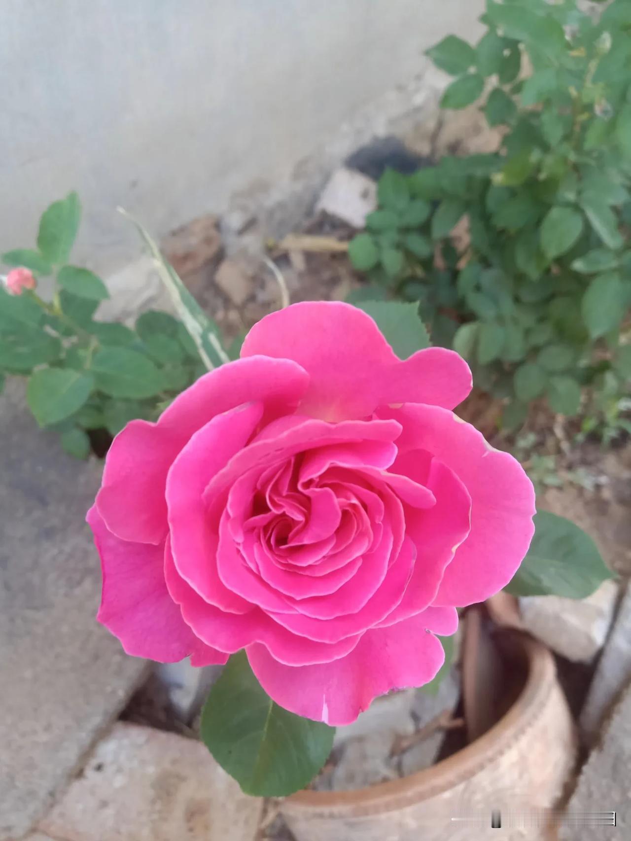 晒图笔记大赛好美的月季花