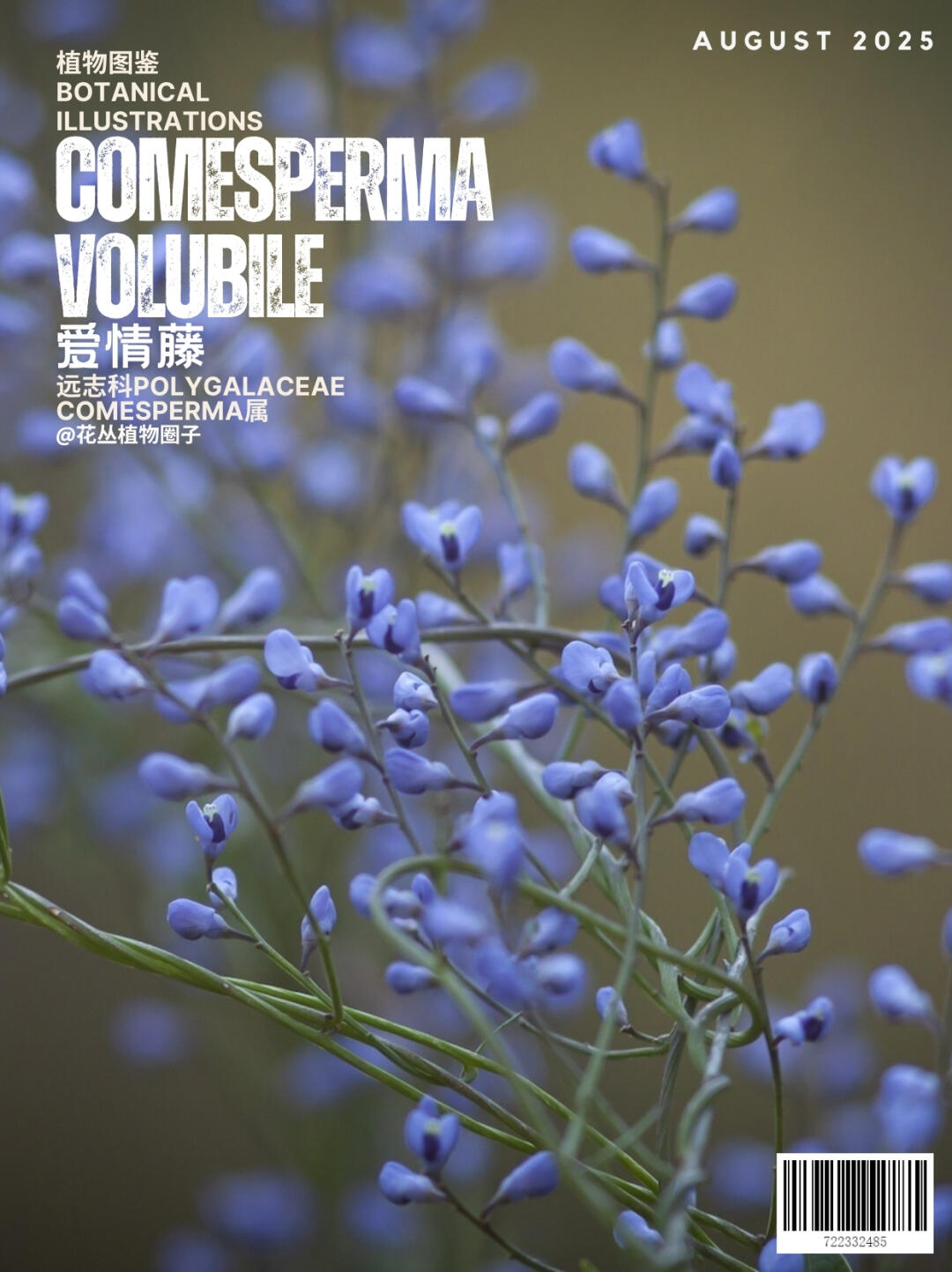 爱情藤Comesperma volubile