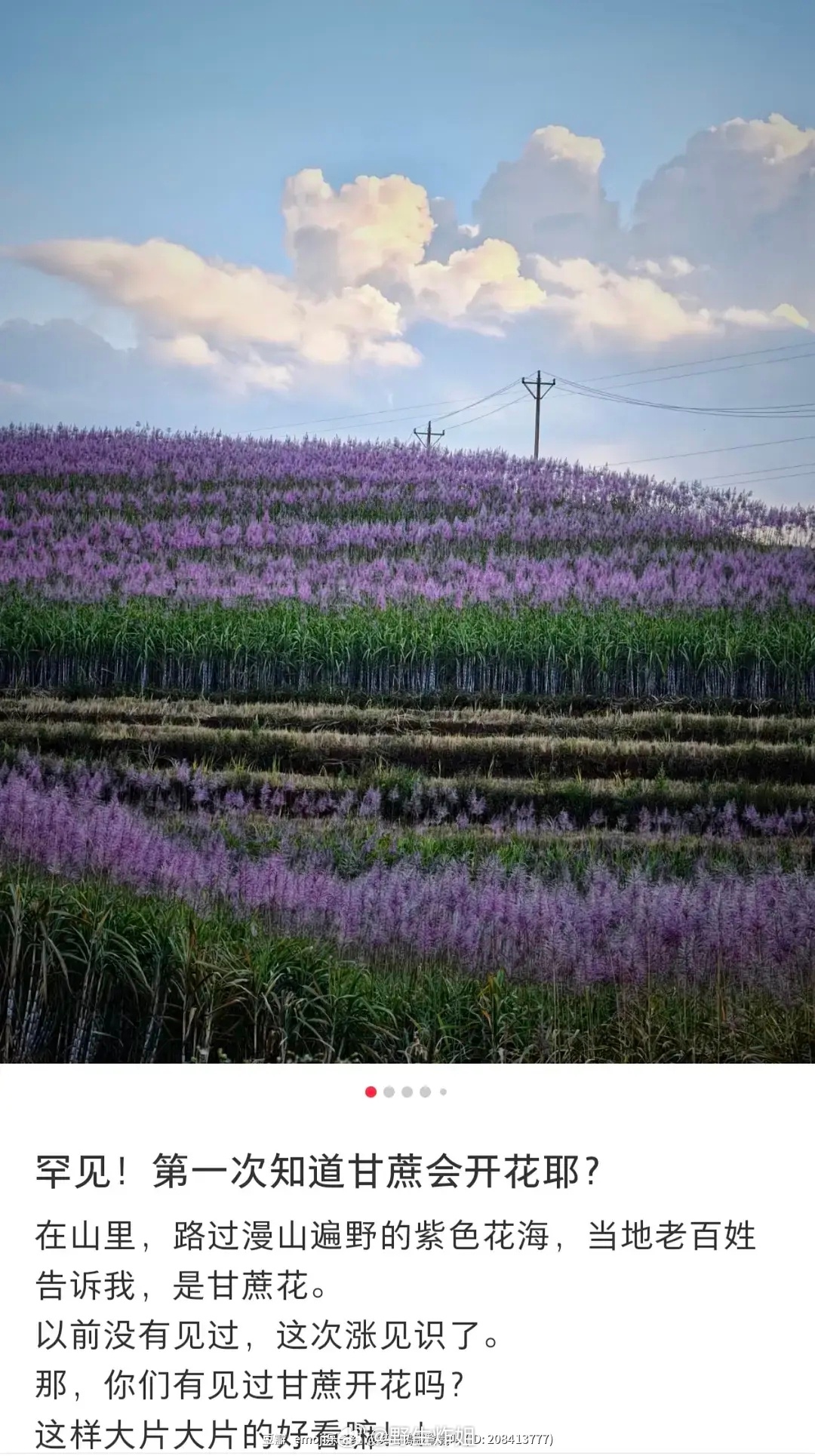 以防你没有见过甘蔗开花像长高的薰衣草 