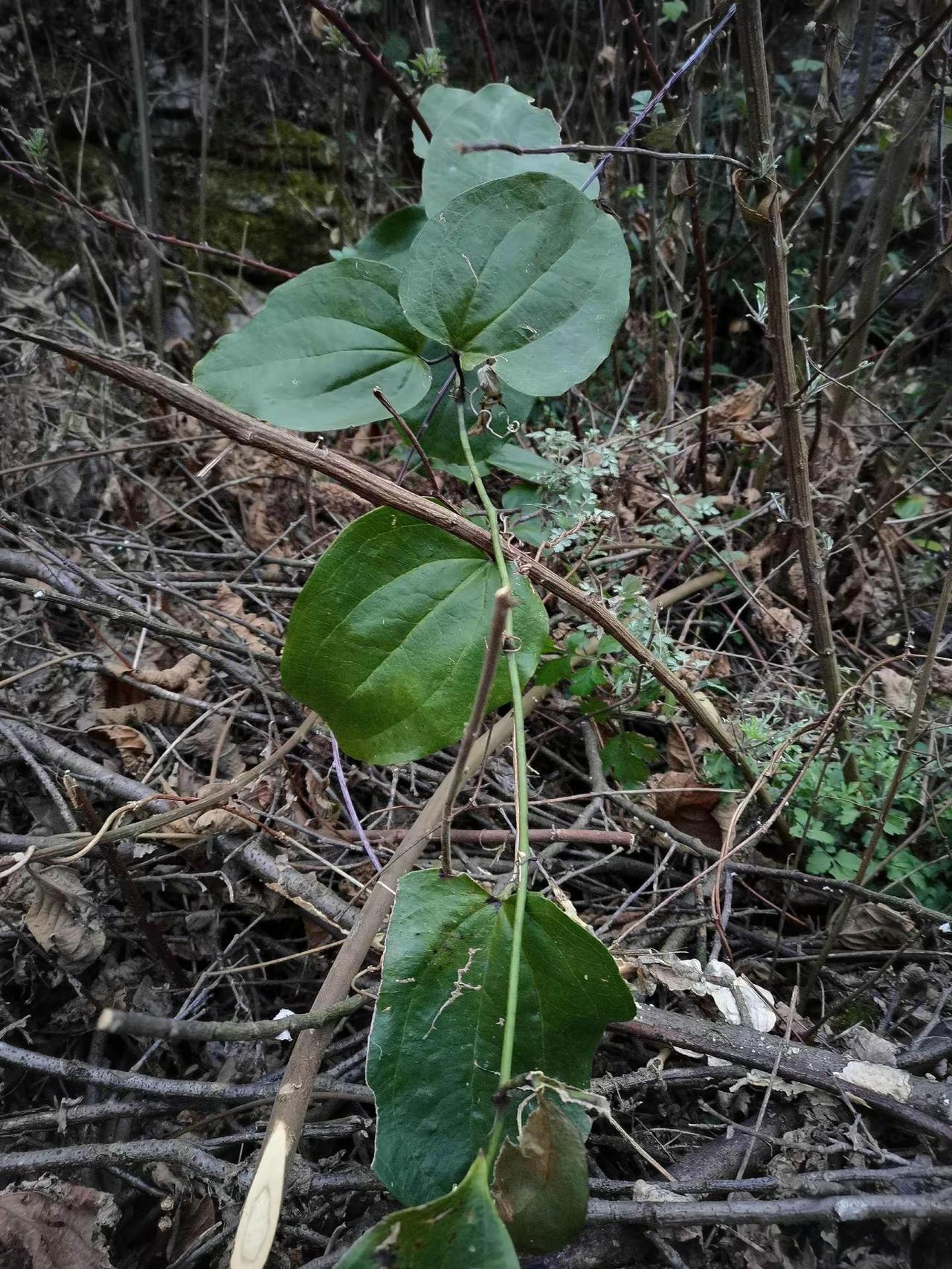 谁知道这是什么 你们家乡有这种植物吗