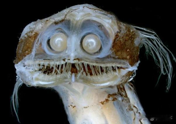 最可爱的深海生物是什么？
很多人都觉得深海生物都是外貌可怕的，但我可以说：可爱绝