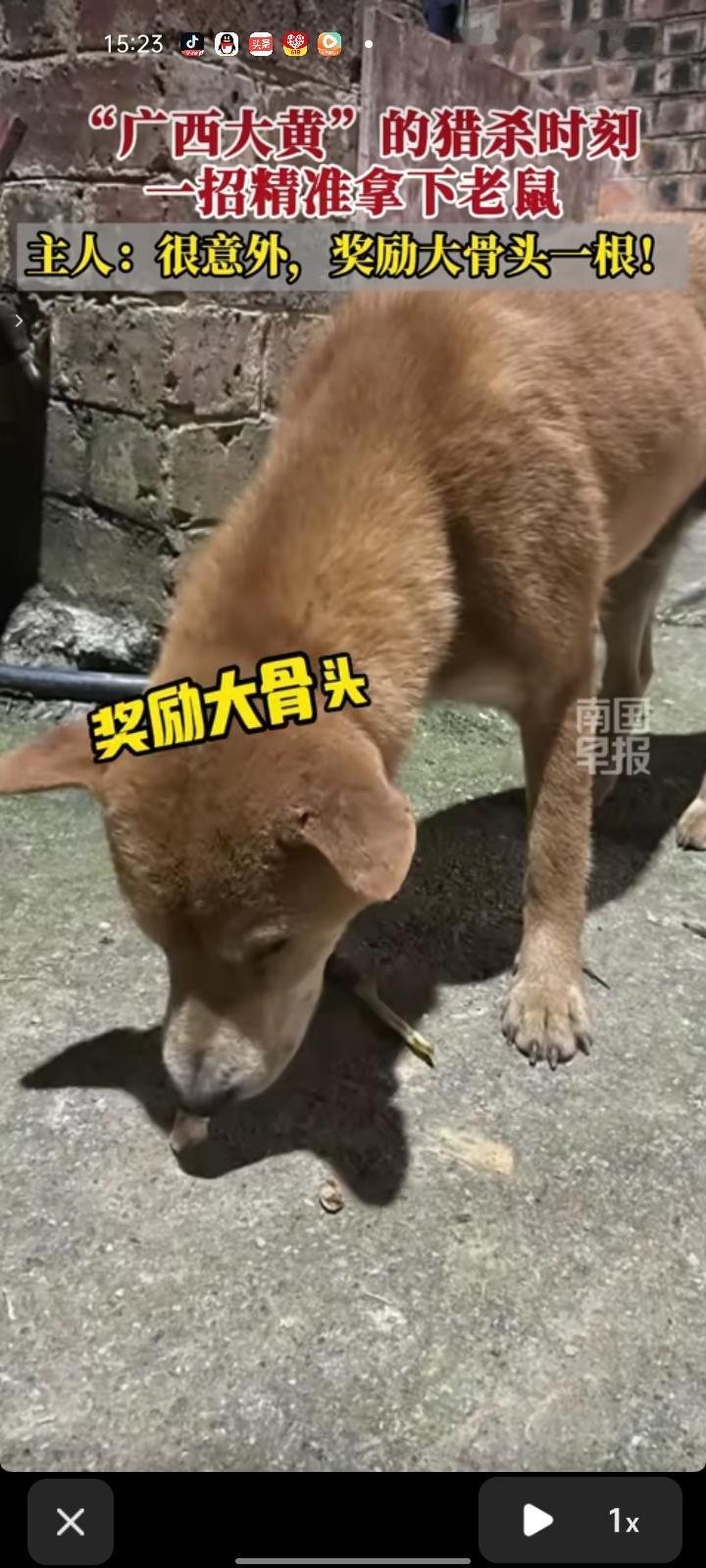 5月31日，百色市田东县。网友发视频称，自家小狗身手利落，精准捕捉到老鼠，非常激