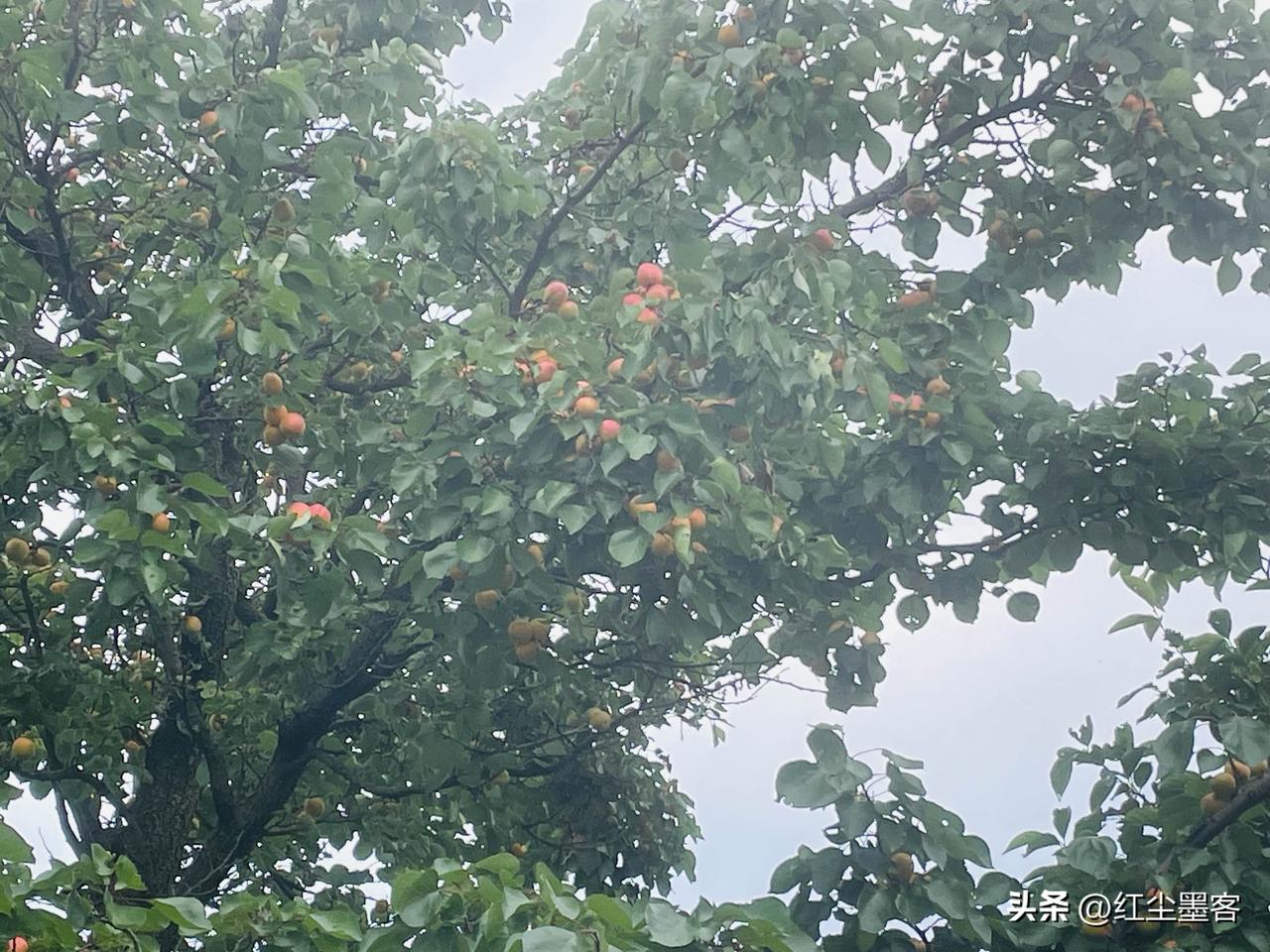 农家田间的美景农村如今成了清静舒坦的休息地，到处都是绿色一片，菜蔬自给自足，农家
