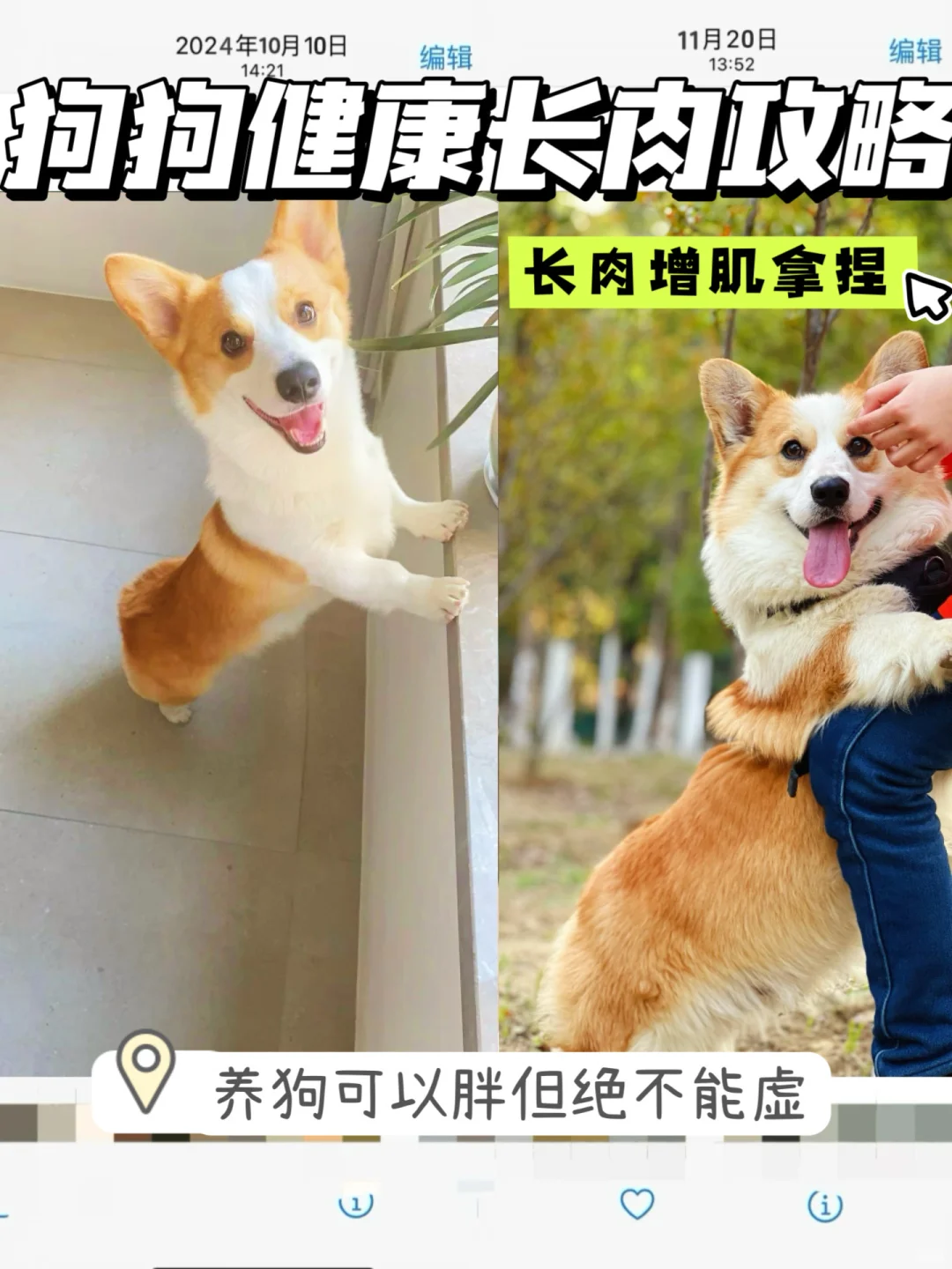 狗狗可以胖！但不能虚