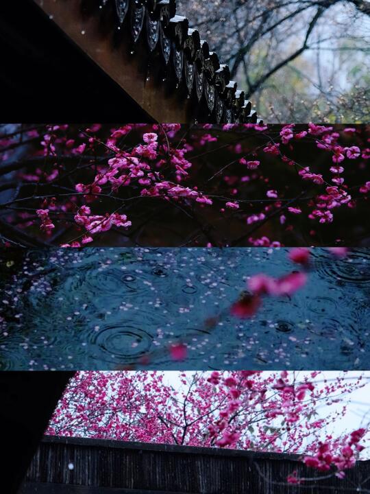 我宣布！植物园才是杭州赏梅的天花板！