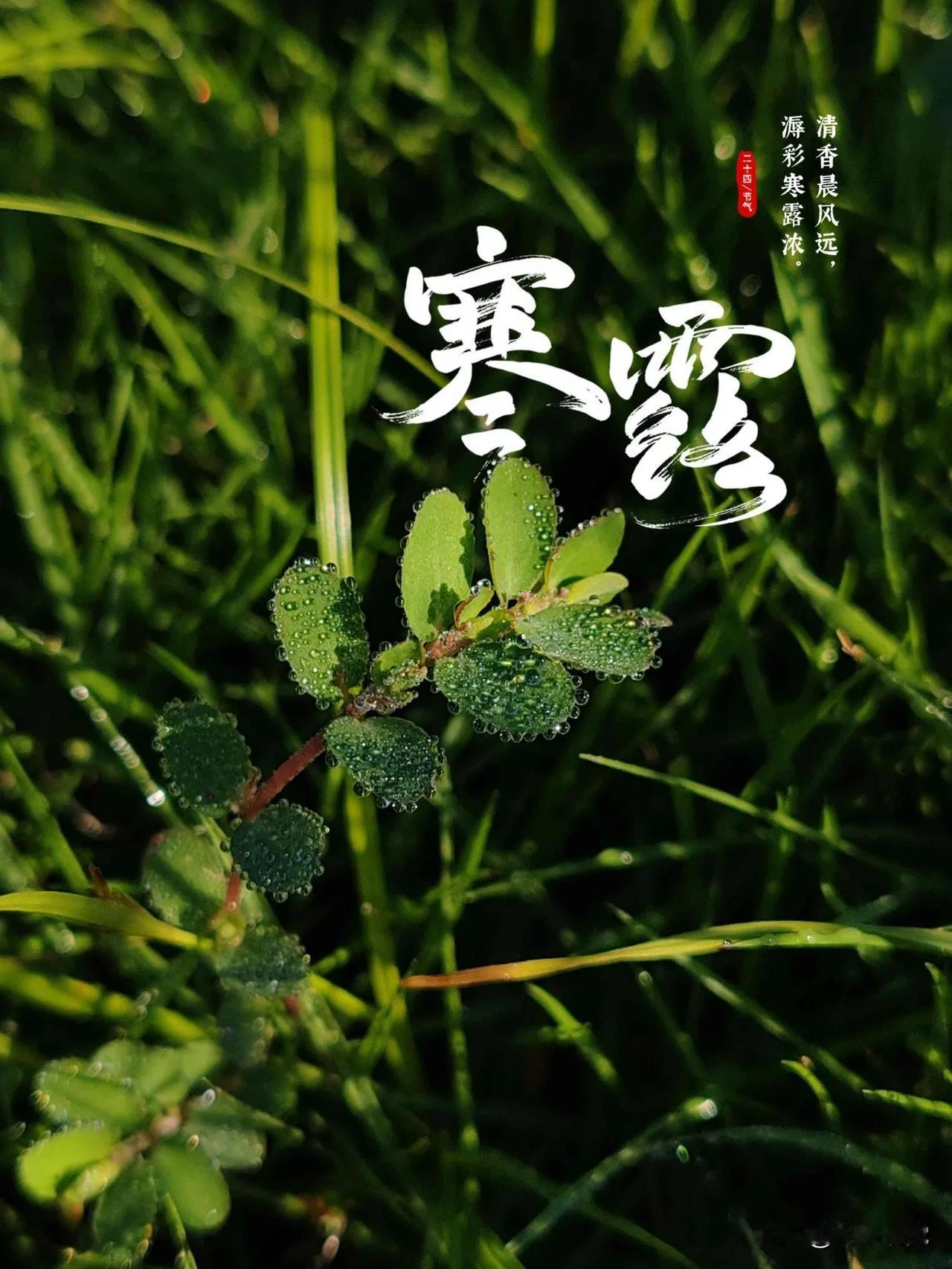 #今天寒露🍂# 夏去秋来又一年，今天是二十四节气寒露，秋水共长天一色，寒露润泽