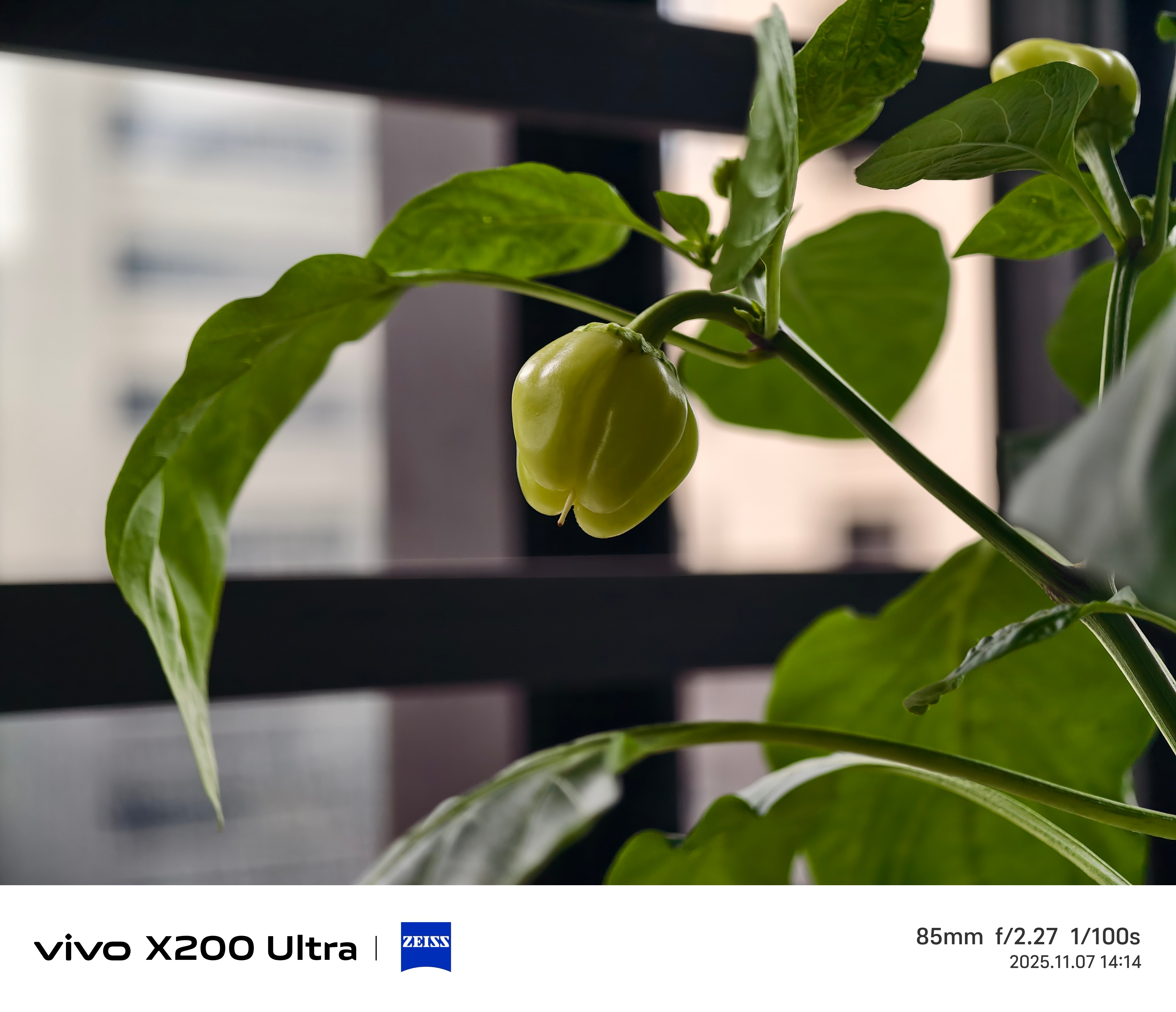 在阳台种番茄、辣椒就是阳光不够给力 ​​​