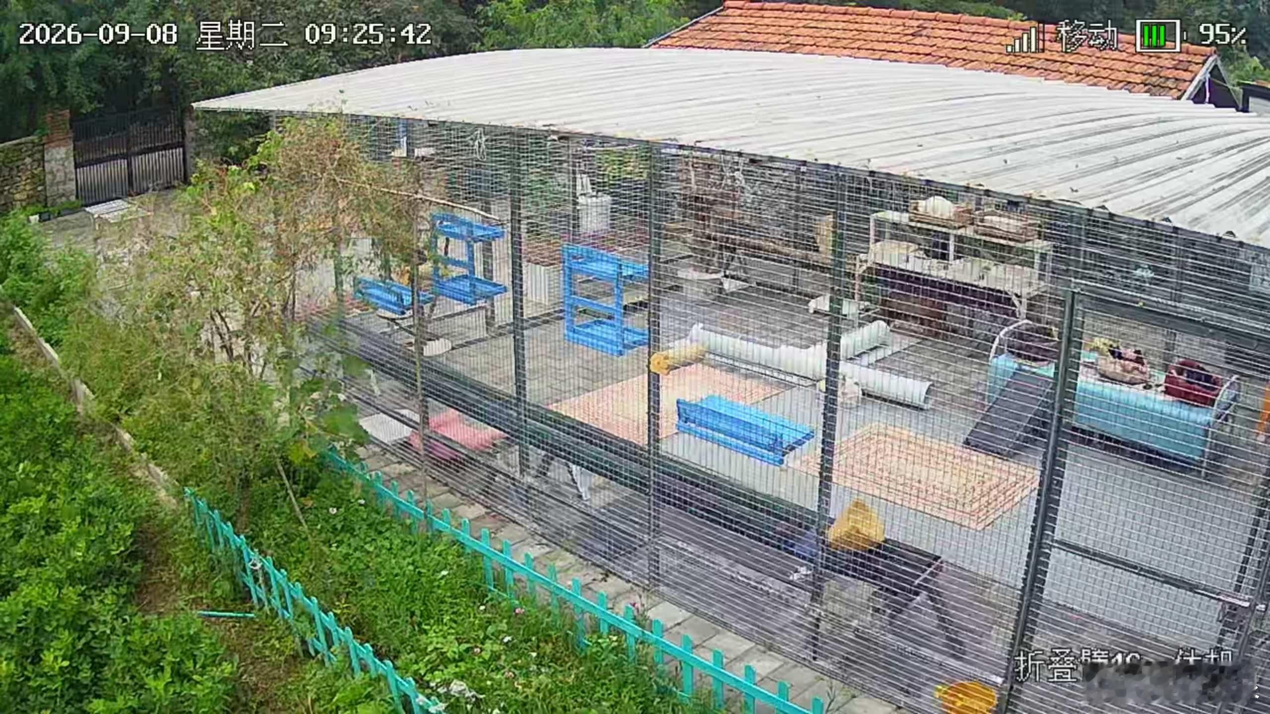 大风天户外笼子没有猫[给力][威武]现在喵府两只漂亮常住，来吃饭的四五只。狗狗住