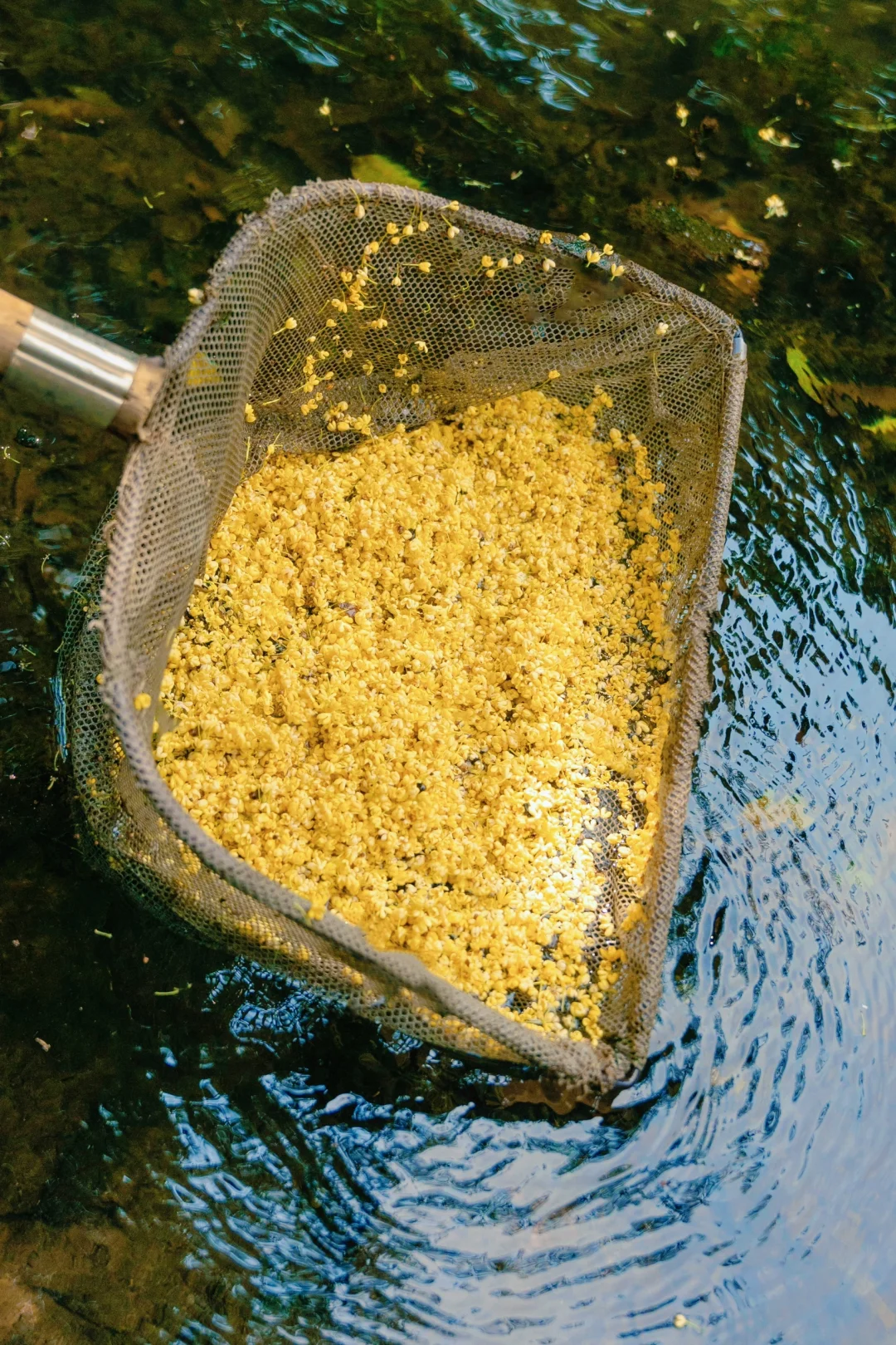 打捞一个满是桂花味的秋天