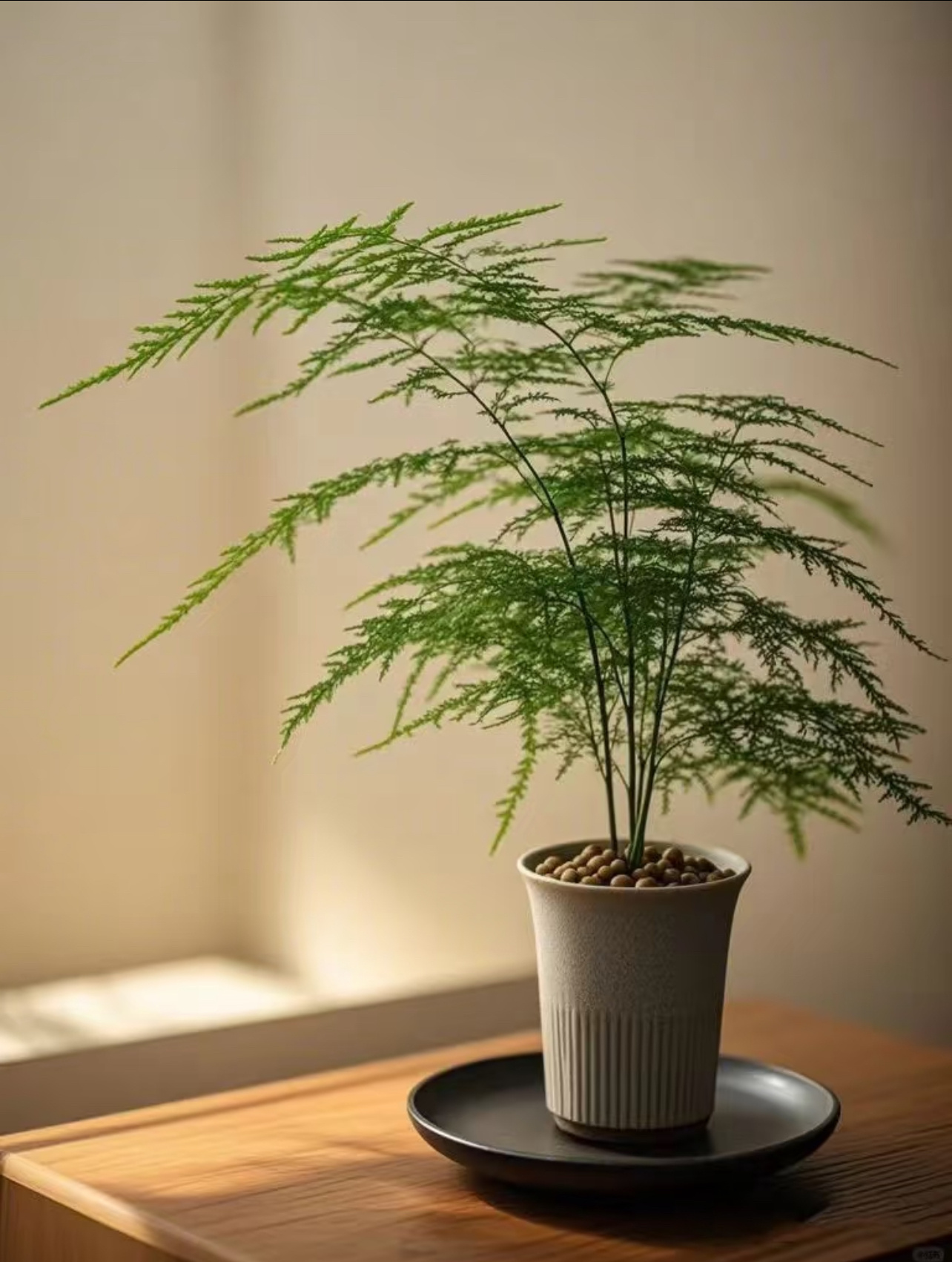 文竹种植方法：1. 光照柔和：文竹喜半阴环境，切忌烈日暴晒。适宜放在有明亮散射光