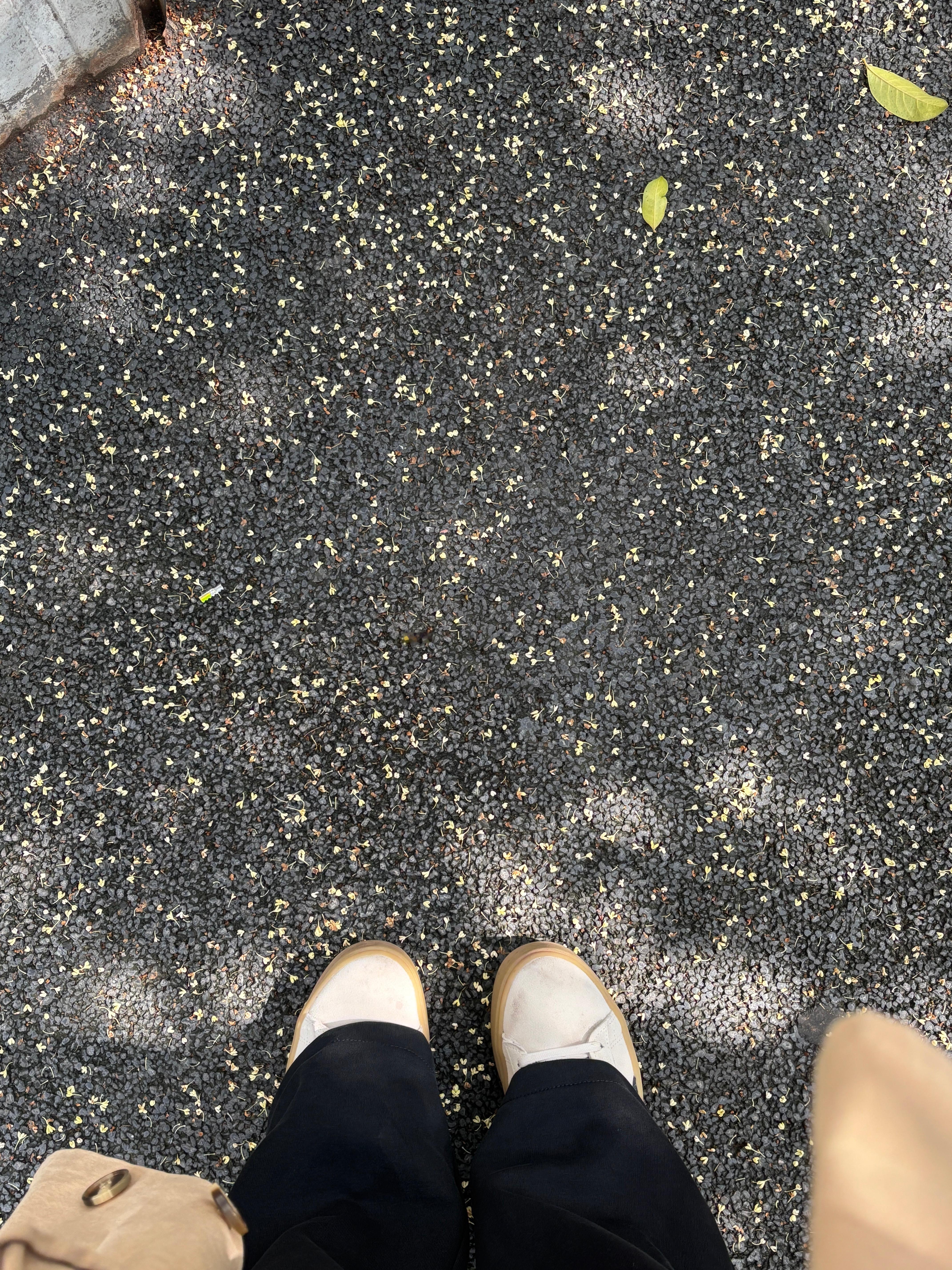 金桂和银桂 ​​​