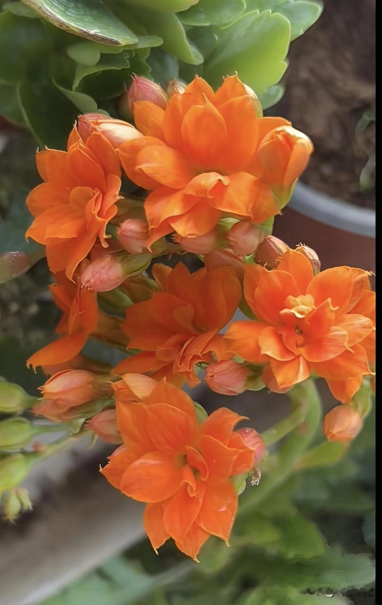 大年初六，吉祥如意日。愿你心顺意顺事事顺，家顺业顺步步顺。愿你的生活如阳光般灿烂