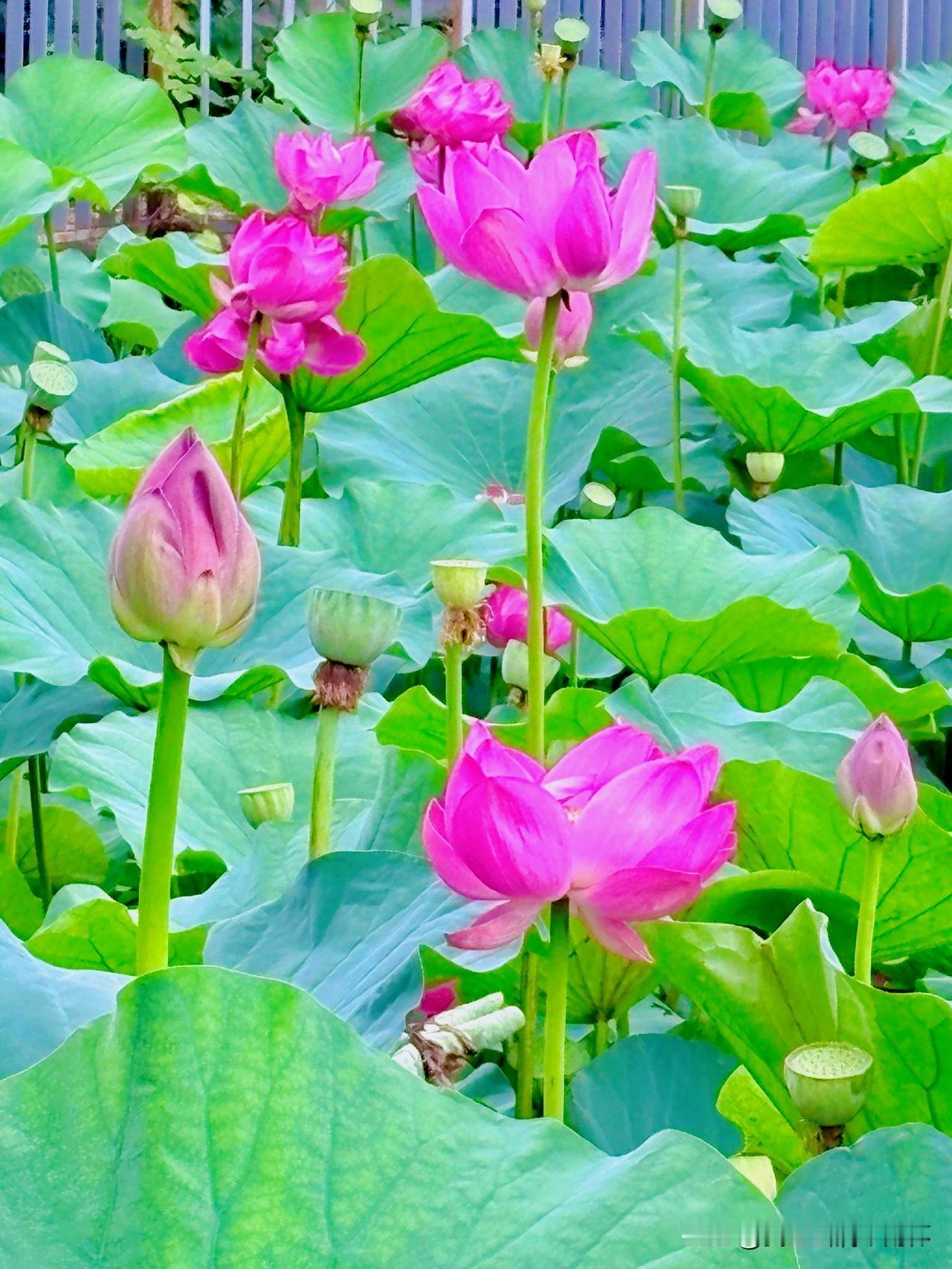 上联：秋塘日暮芙蓉老
下联：有请雅士[玫瑰][玫瑰][玫瑰]