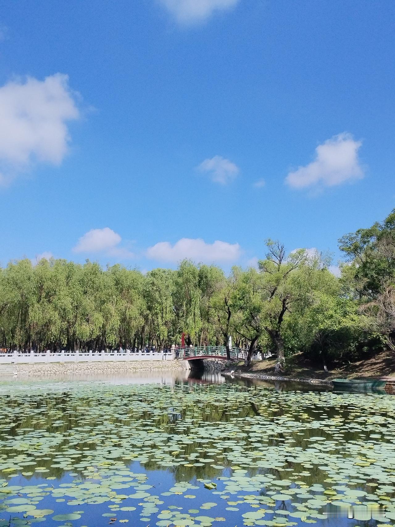 青荷
静水池塘浮青荷，
几声长鸣雪白鹅。
古木芳丛掩幽径，
请续句……
（优美情