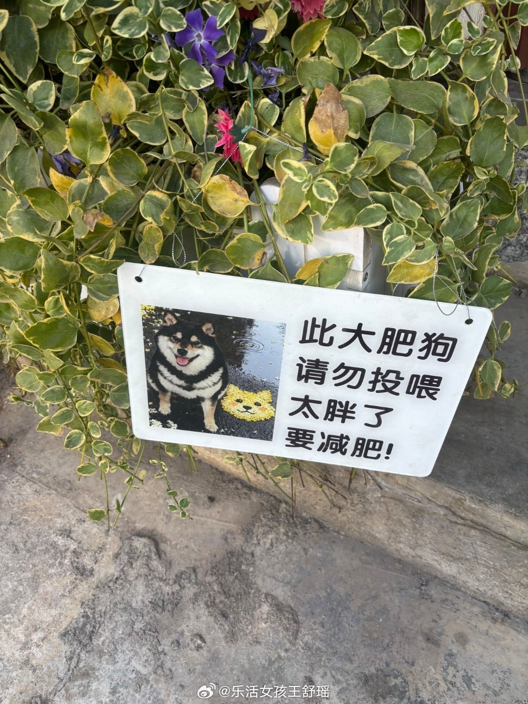 全国倒数第一瘦的狗比照片上看起来还要糟糕的多十分钟没吃东西算轻断食了春风里派对