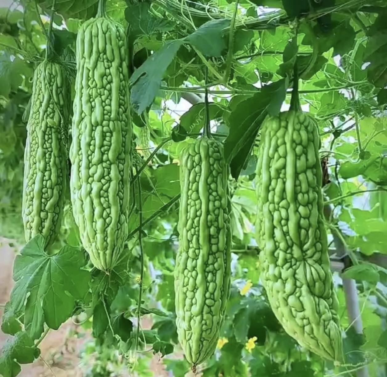 哪些“苦菜”值得吃呢?我吃过的苦菜有：苦瓜，莴笋叶，野莴菊，蒲公英，藤介，而常见