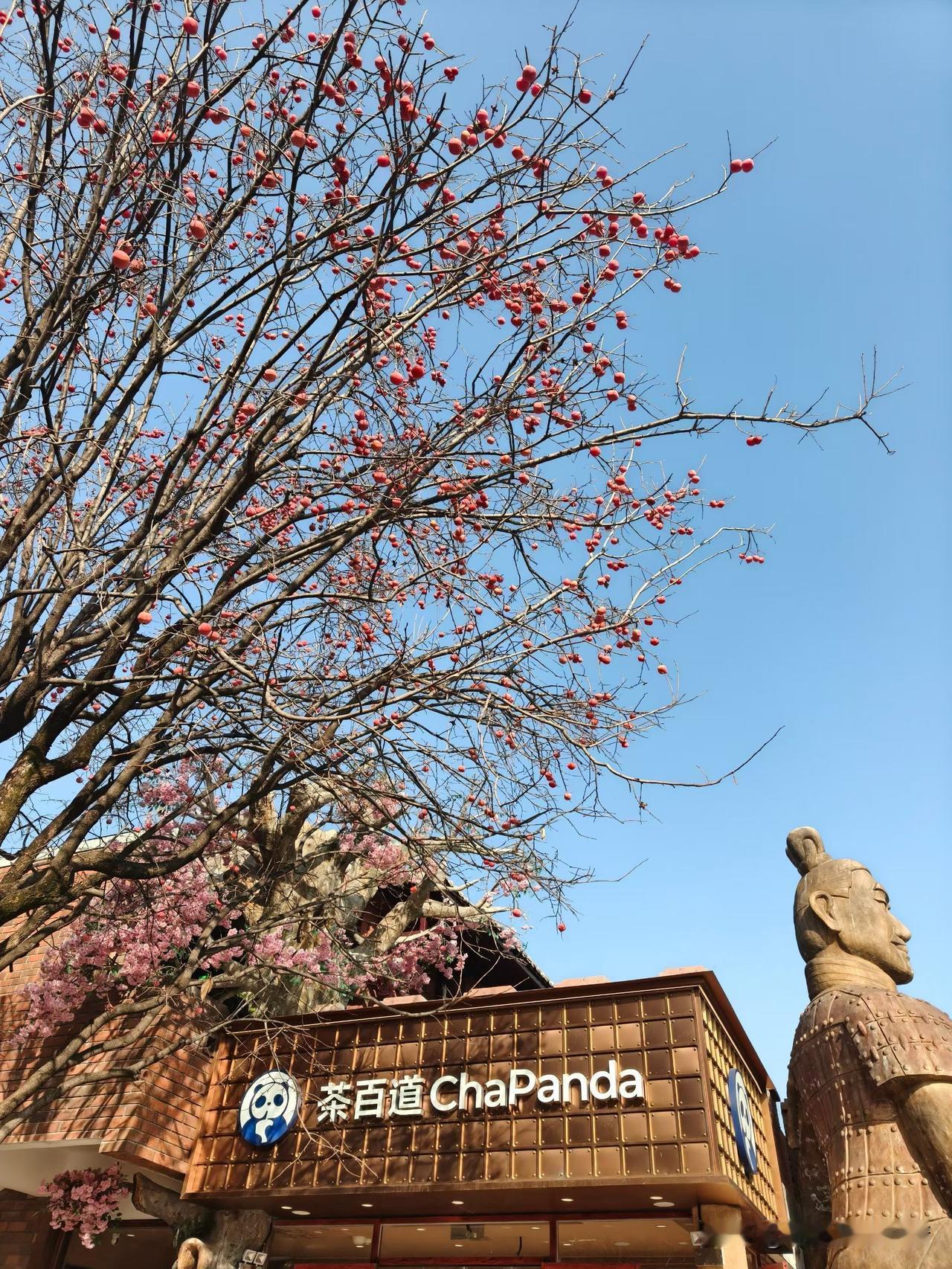 谁懂啊！逛街撞见棵“发财树”！满枝桠的红果子像挂了串小灯笼，配着蓝天直接美出片?